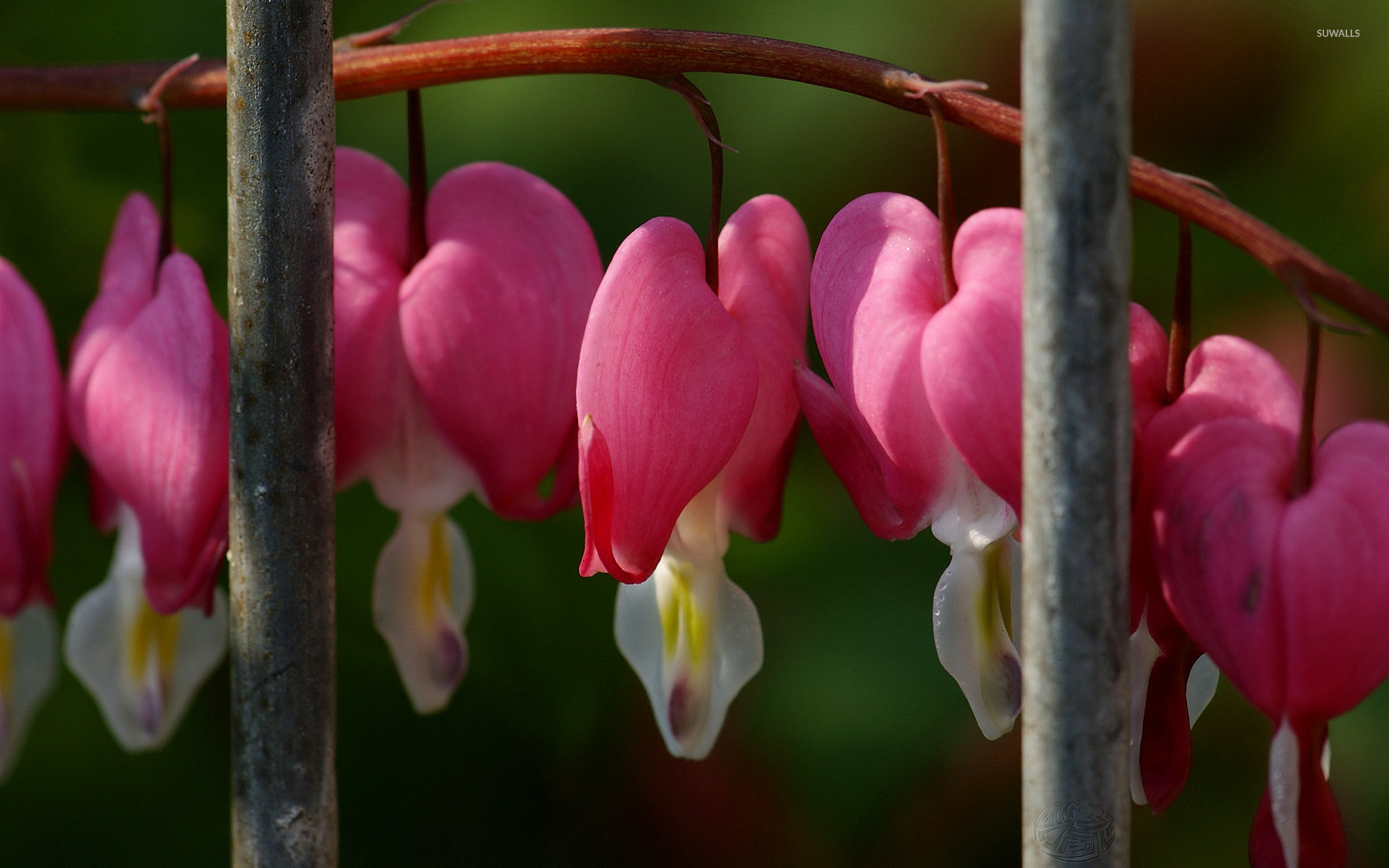 Bleeding Heart Wallpapers