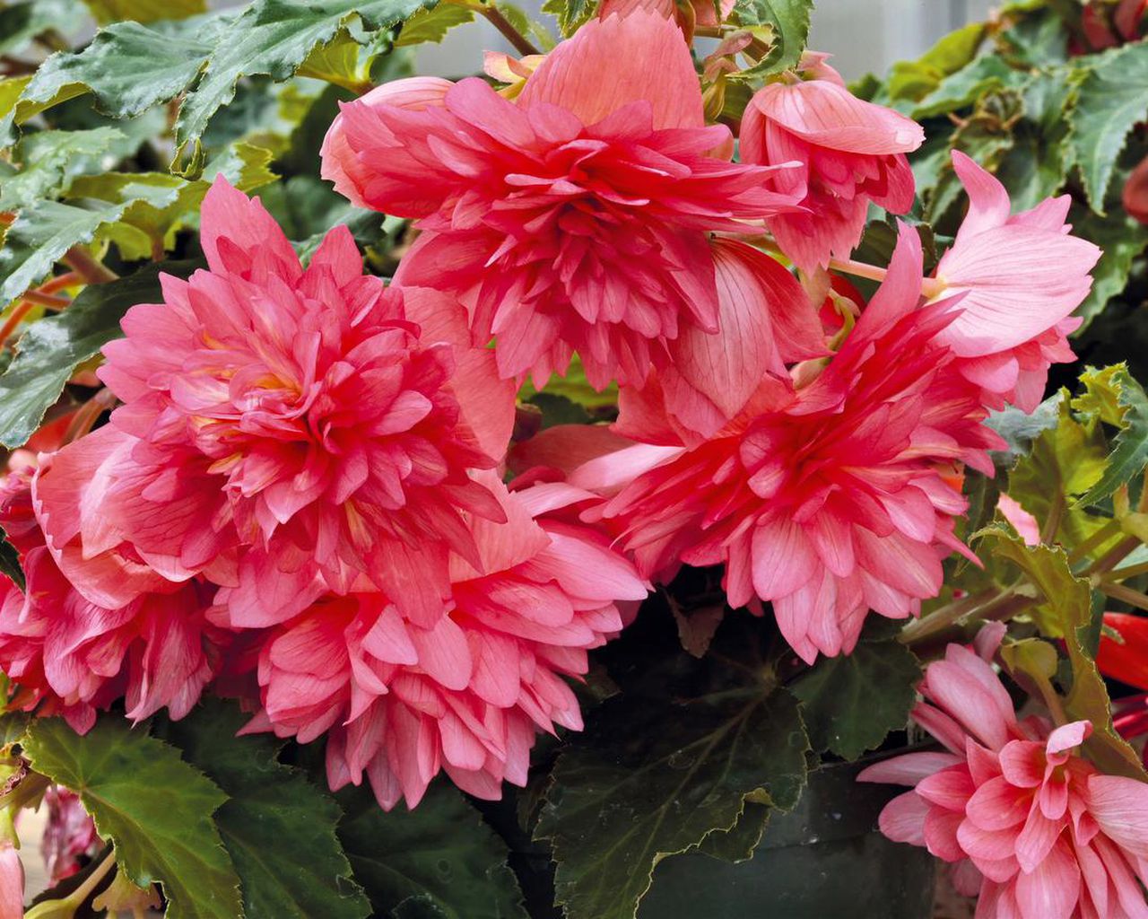 Block Begonia Wallpapers