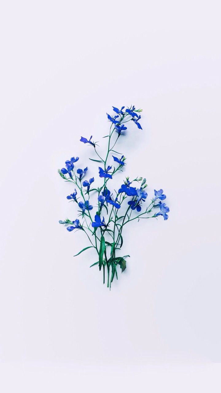 Blue Aesthetic Flowers Wallpapers