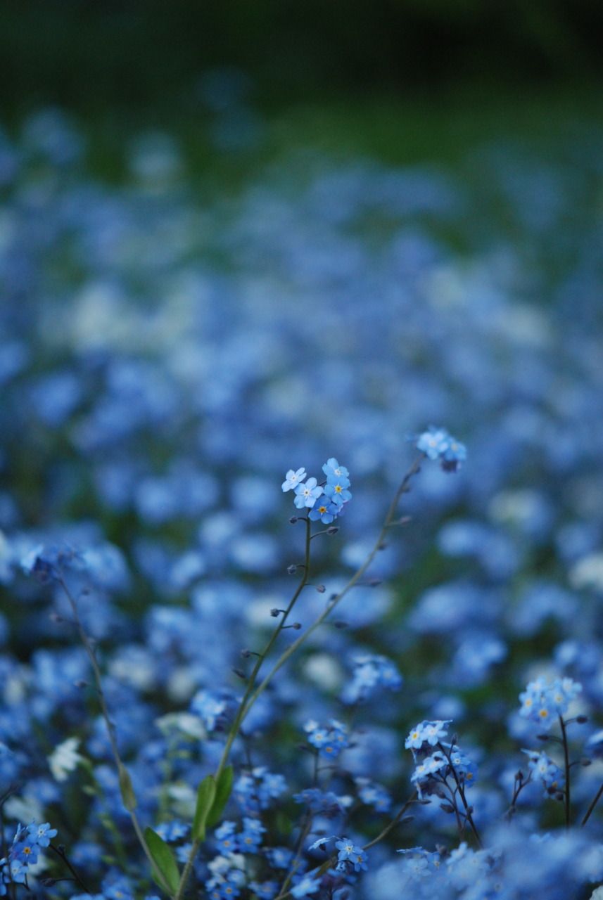 Blue Aesthetic Flowers Wallpapers