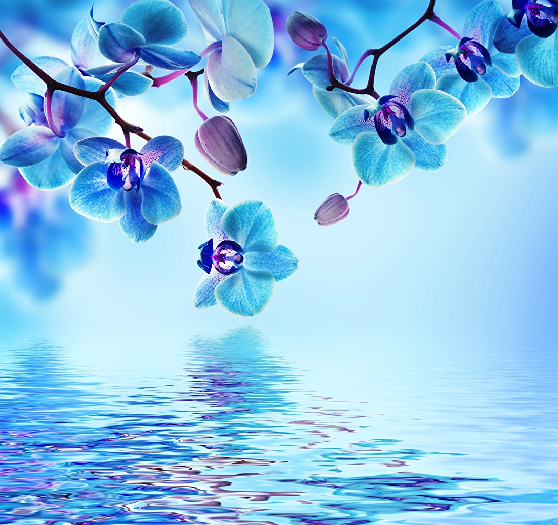 Blue Aesthetic Flowers Wallpapers