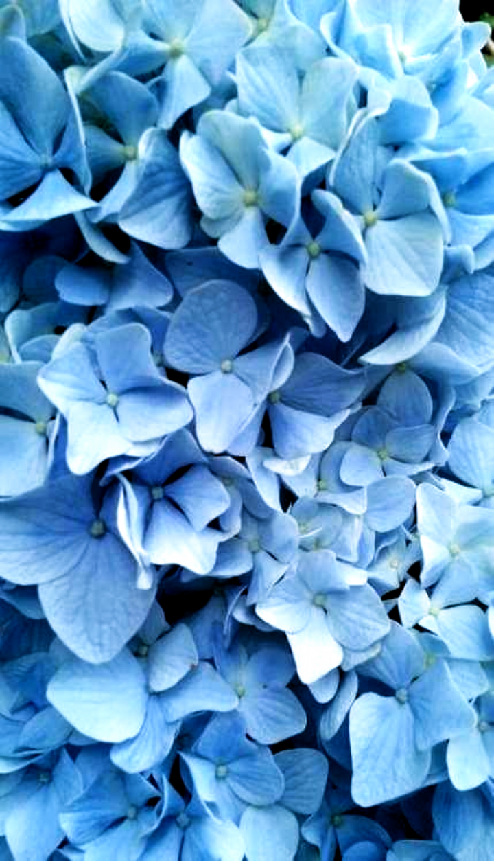 Blue Aesthetic Flowers Wallpapers