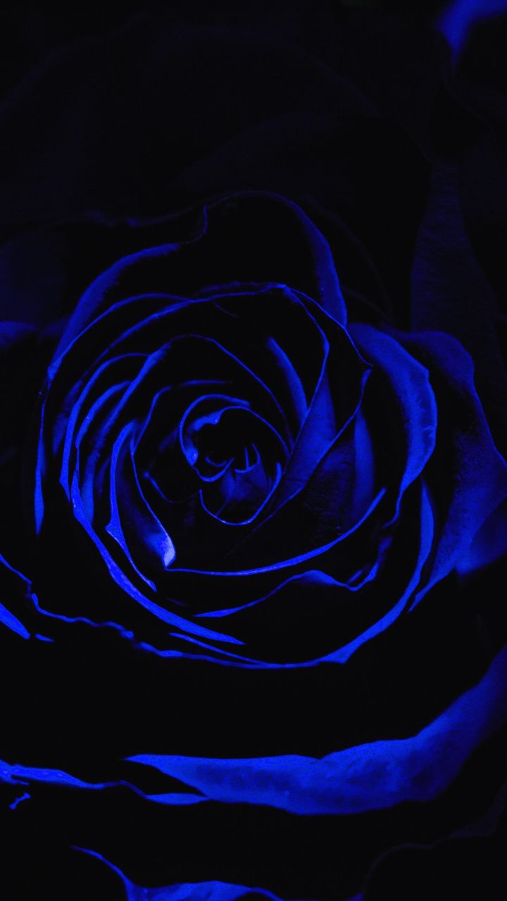 Blue Aesthetic Flowers Wallpapers