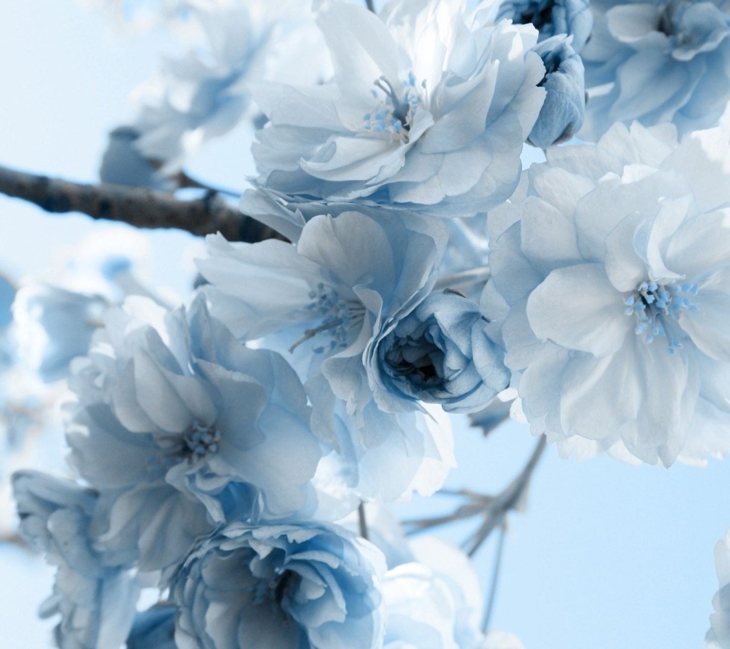 Blue Aesthetic Flowers Wallpapers