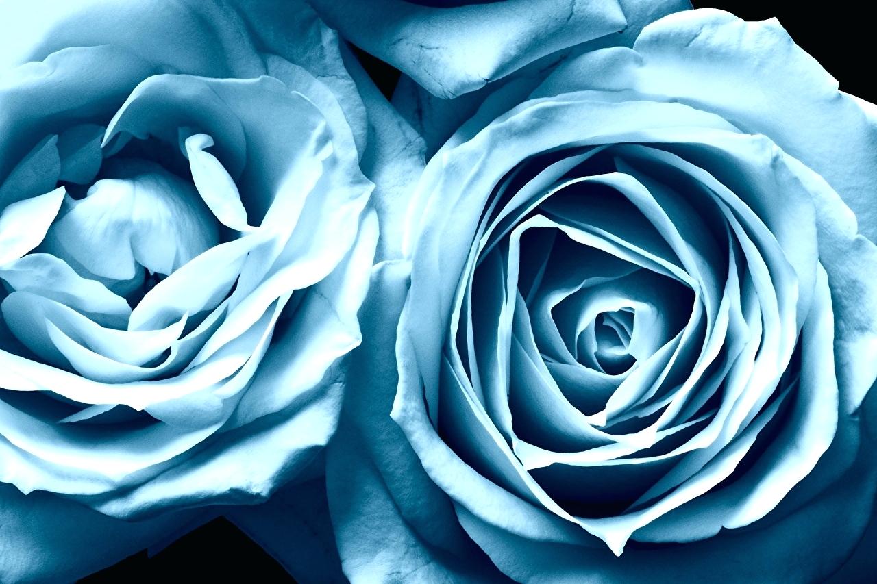 Blue Aesthetic Flowers Wallpapers