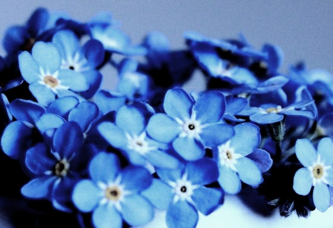 Blue Aesthetic Flowers Wallpapers