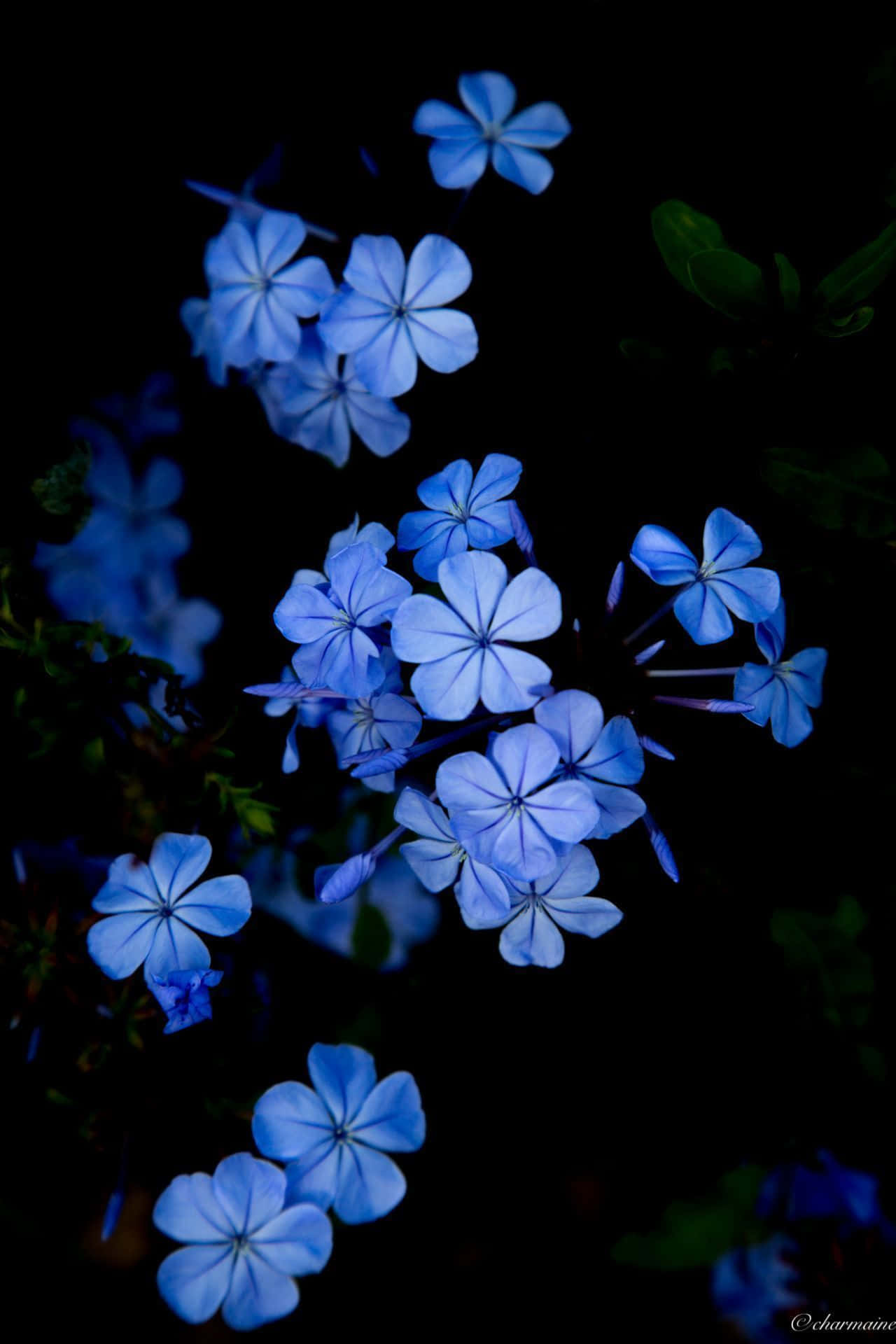 Blue Aesthetic Flowers Wallpapers