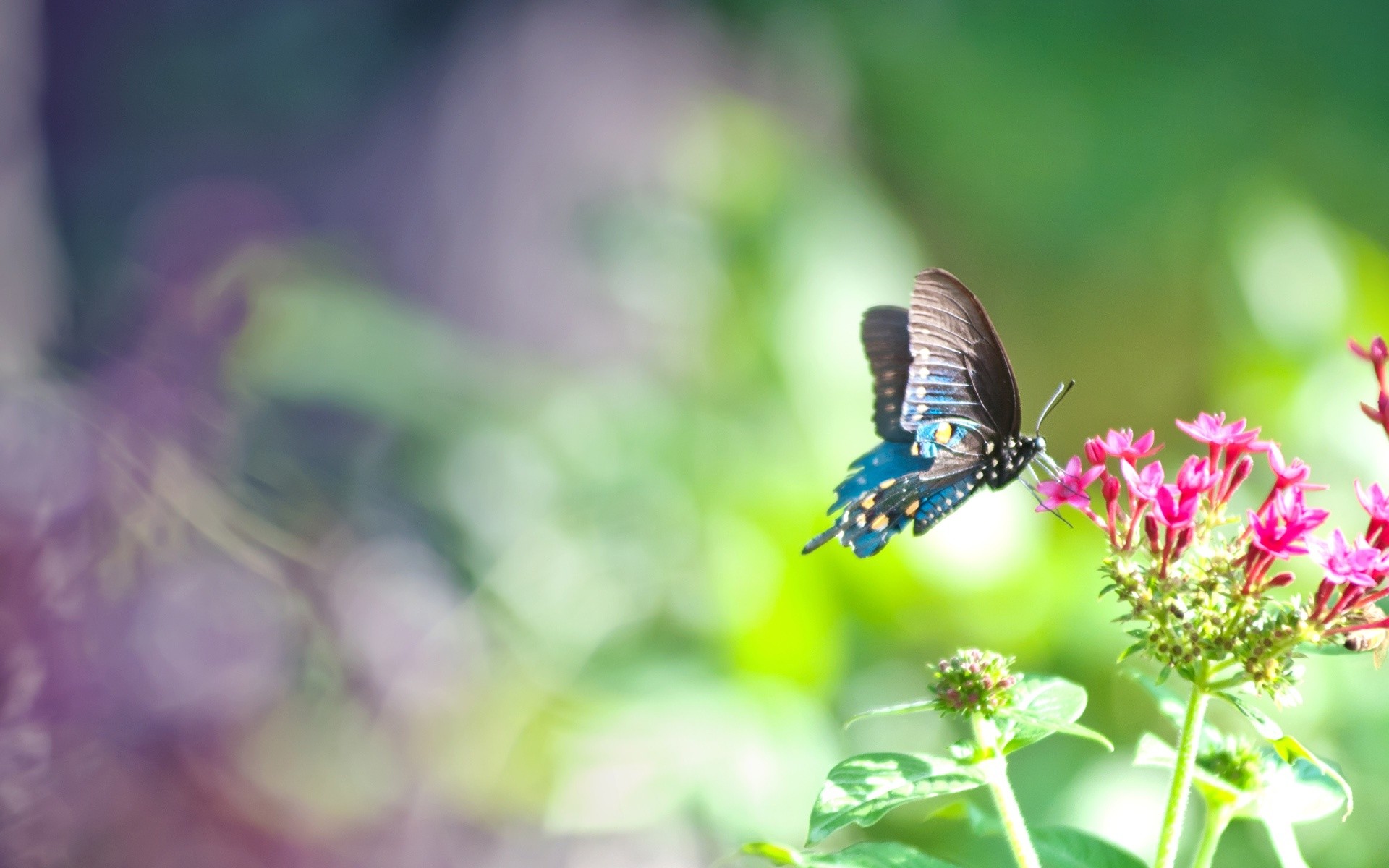 Blue And Pink Butterfly Wallpapers