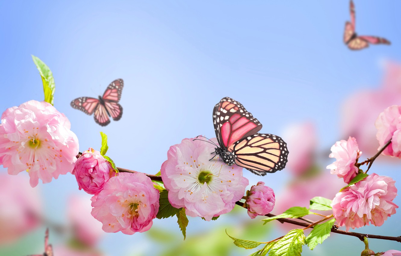 Blue And Pink Butterfly Wallpapers