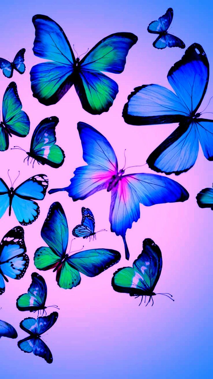 Blue And Pink Butterfly Wallpapers