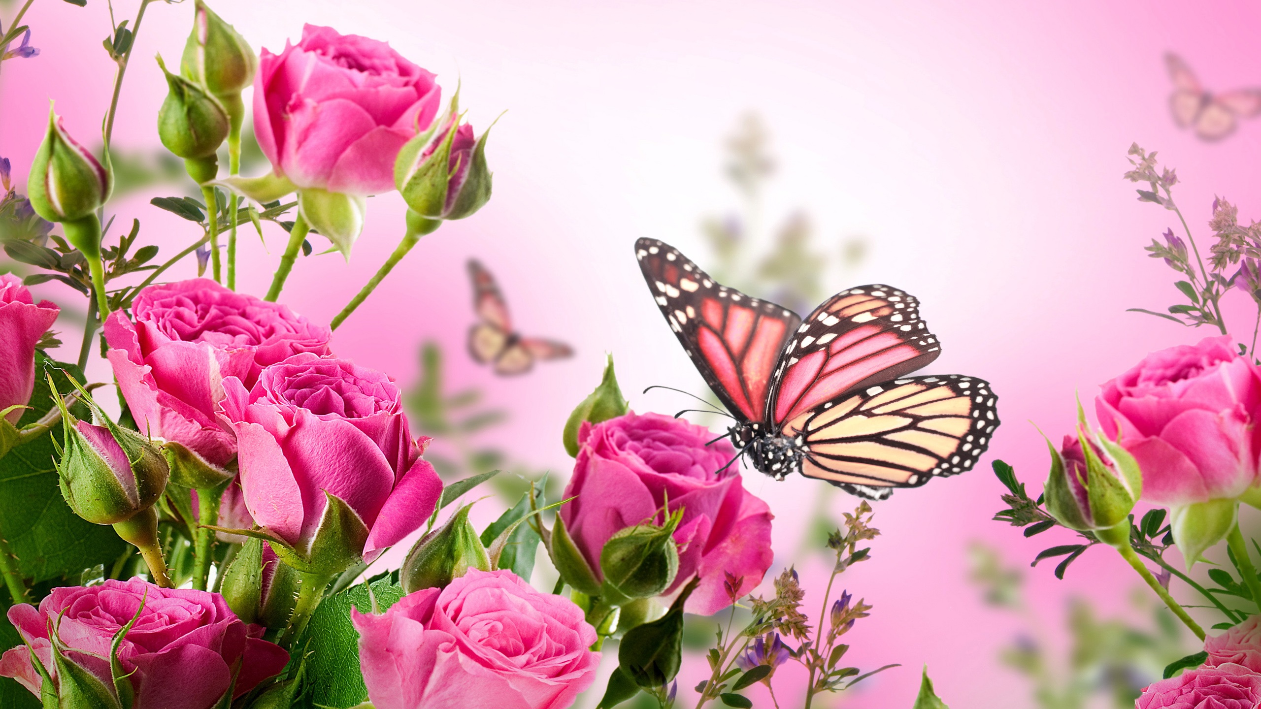 Blue And Pink Butterfly Wallpapers