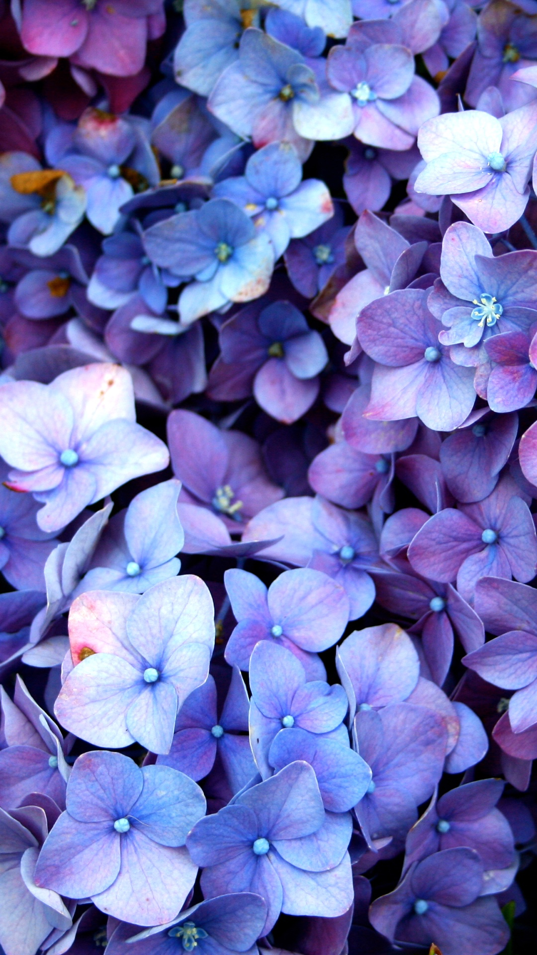 Blue And Purple Flowers Background