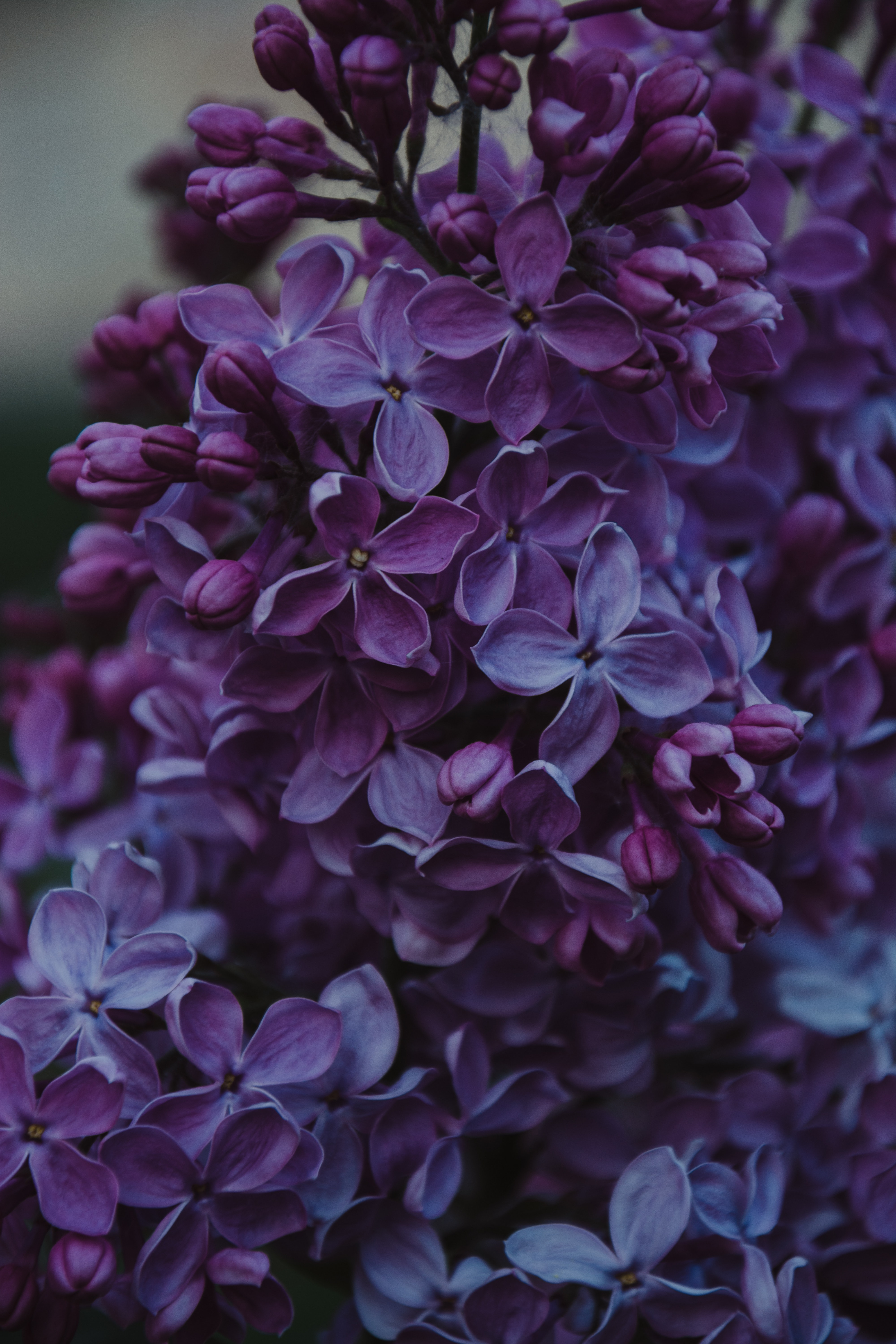 Blue And Purple Flowers Background