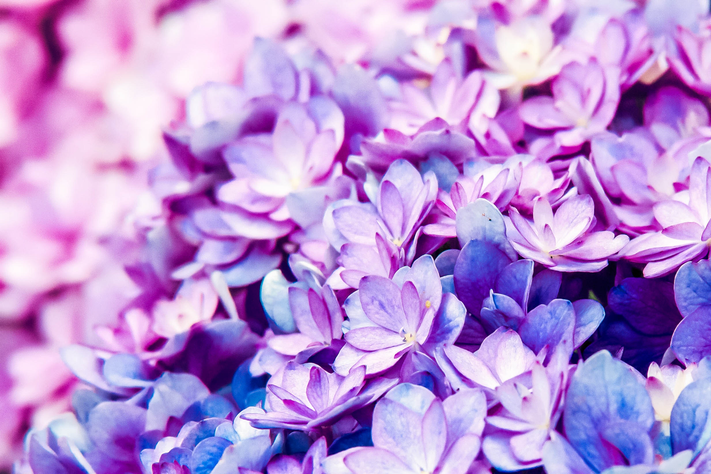 Blue And Purple Flowers Background