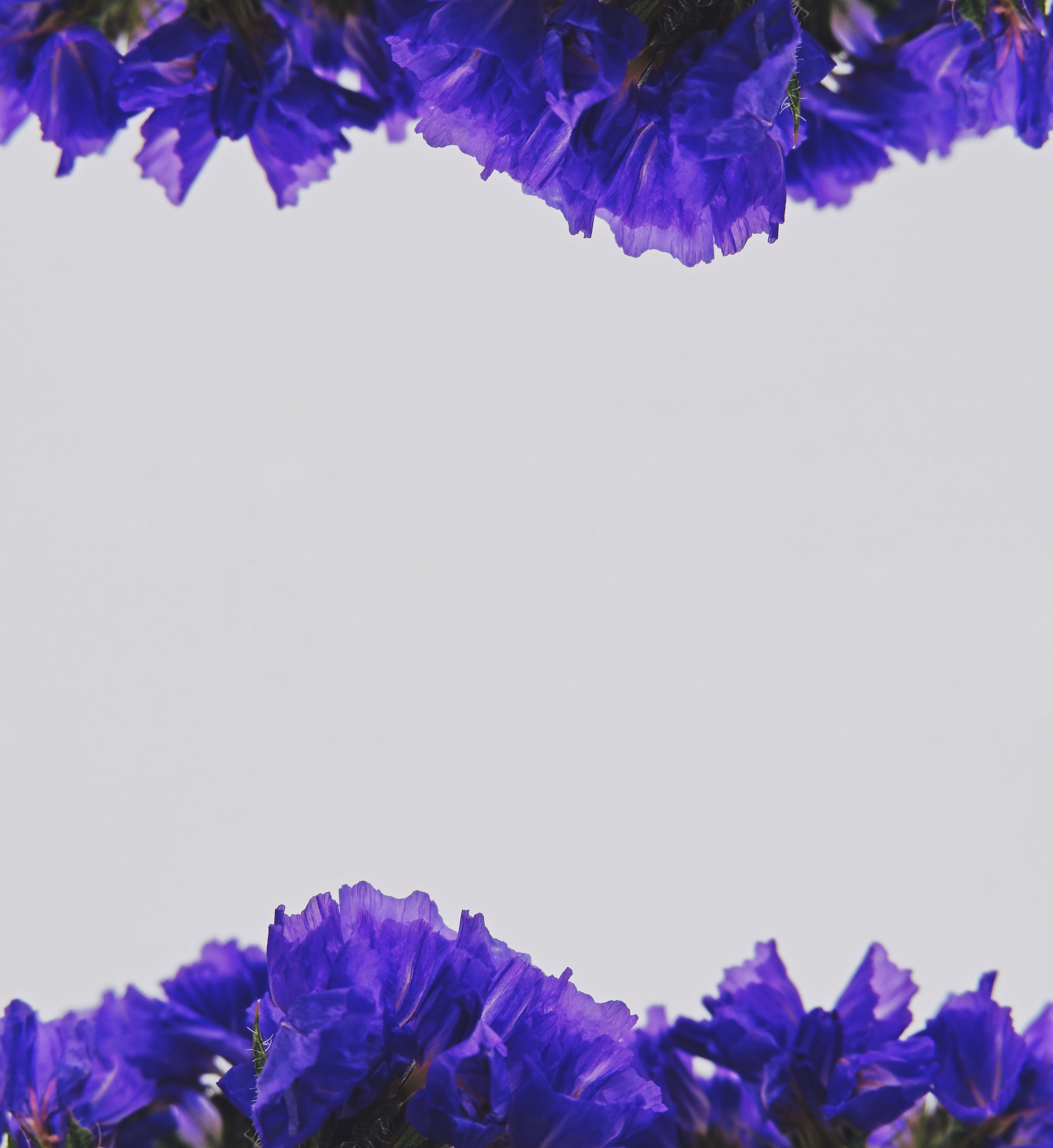 Blue And Purple Flowers Background