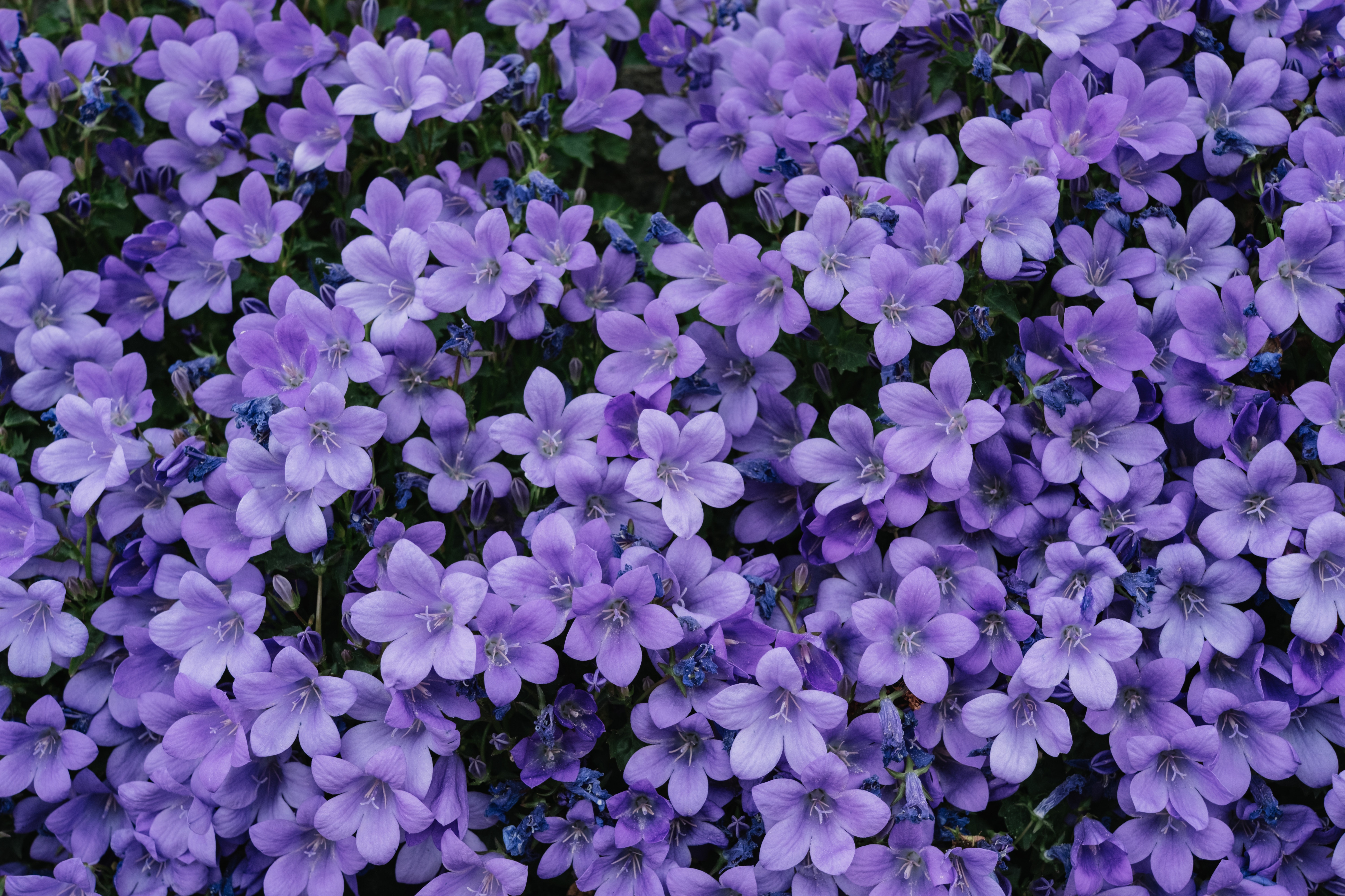 Blue And Purple Flowers Background