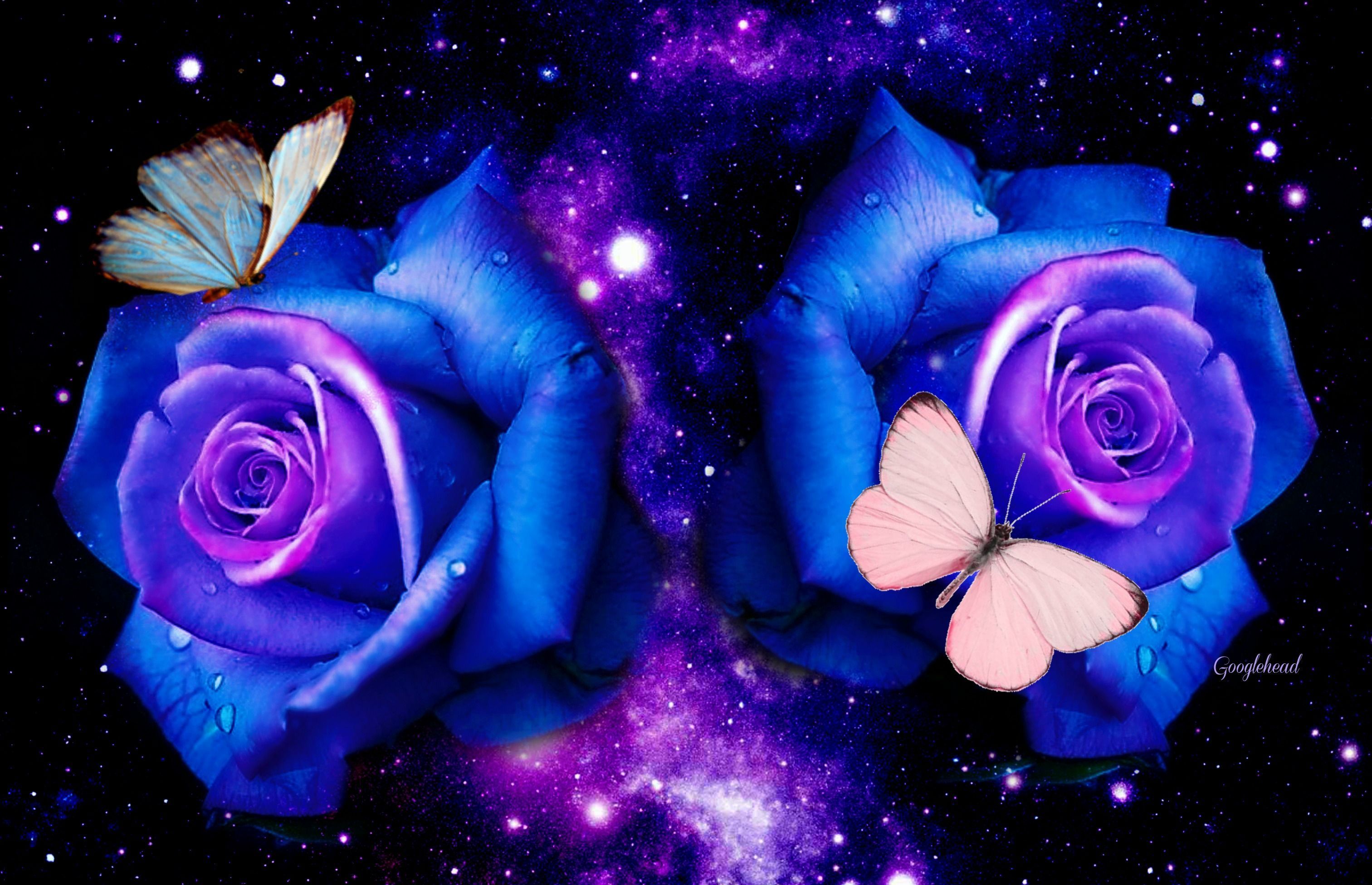 Blue And Purple Roses Wallpapers