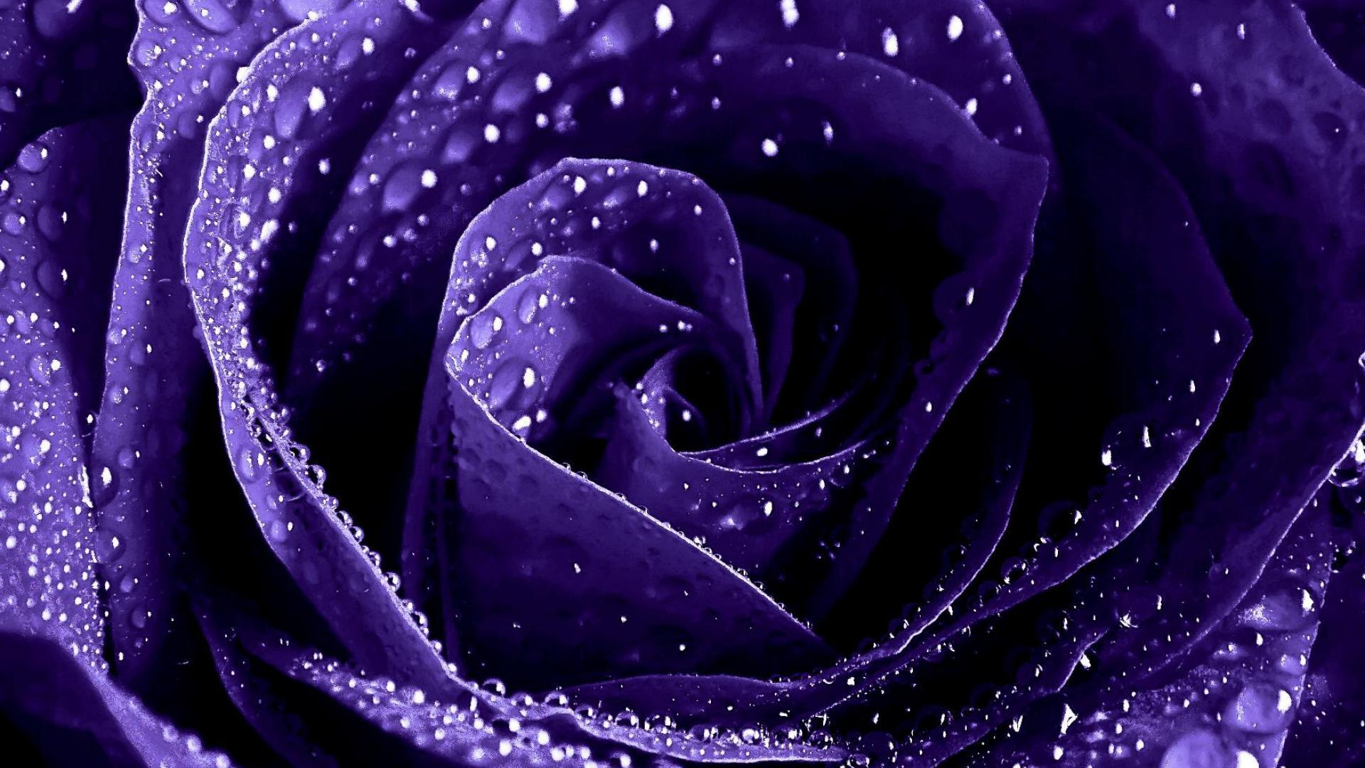 Blue And Purple Roses Wallpapers