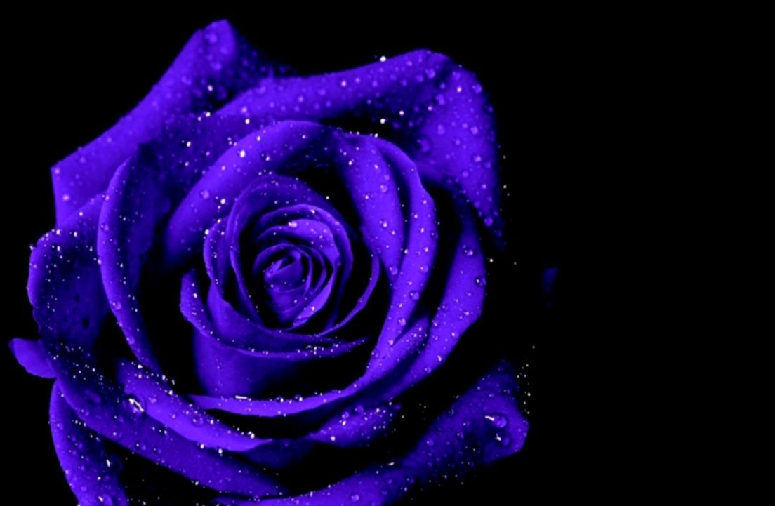 Blue And Purple Roses Wallpapers