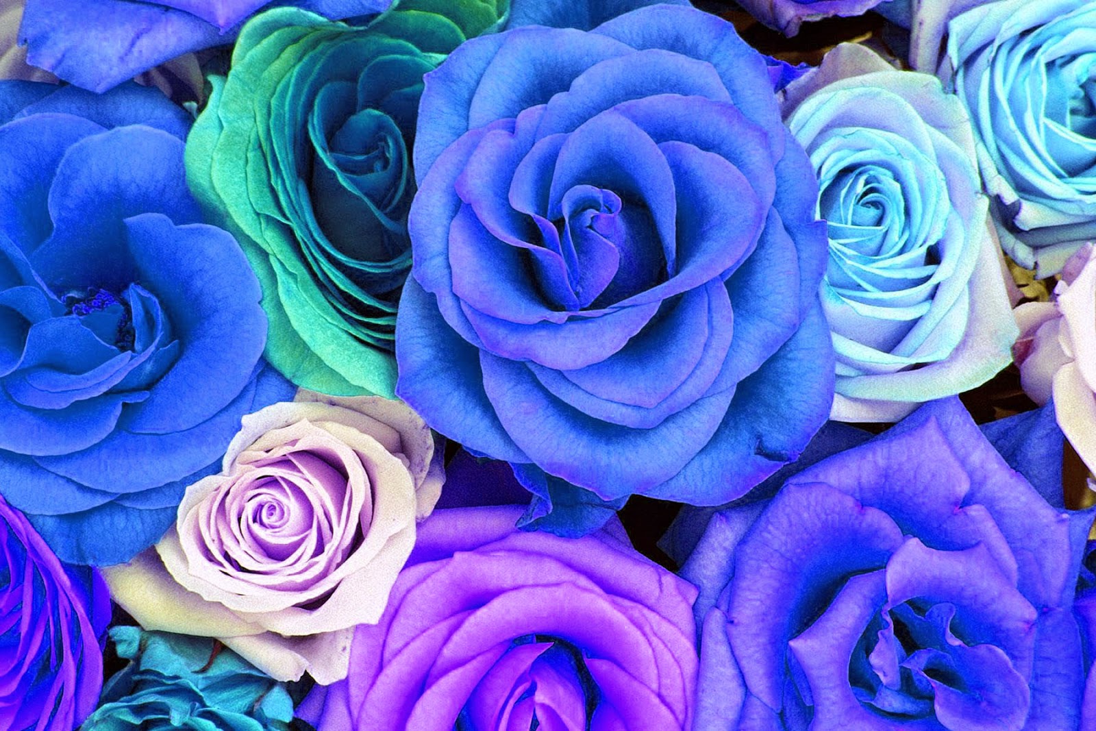 Blue And Purple Roses Wallpapers