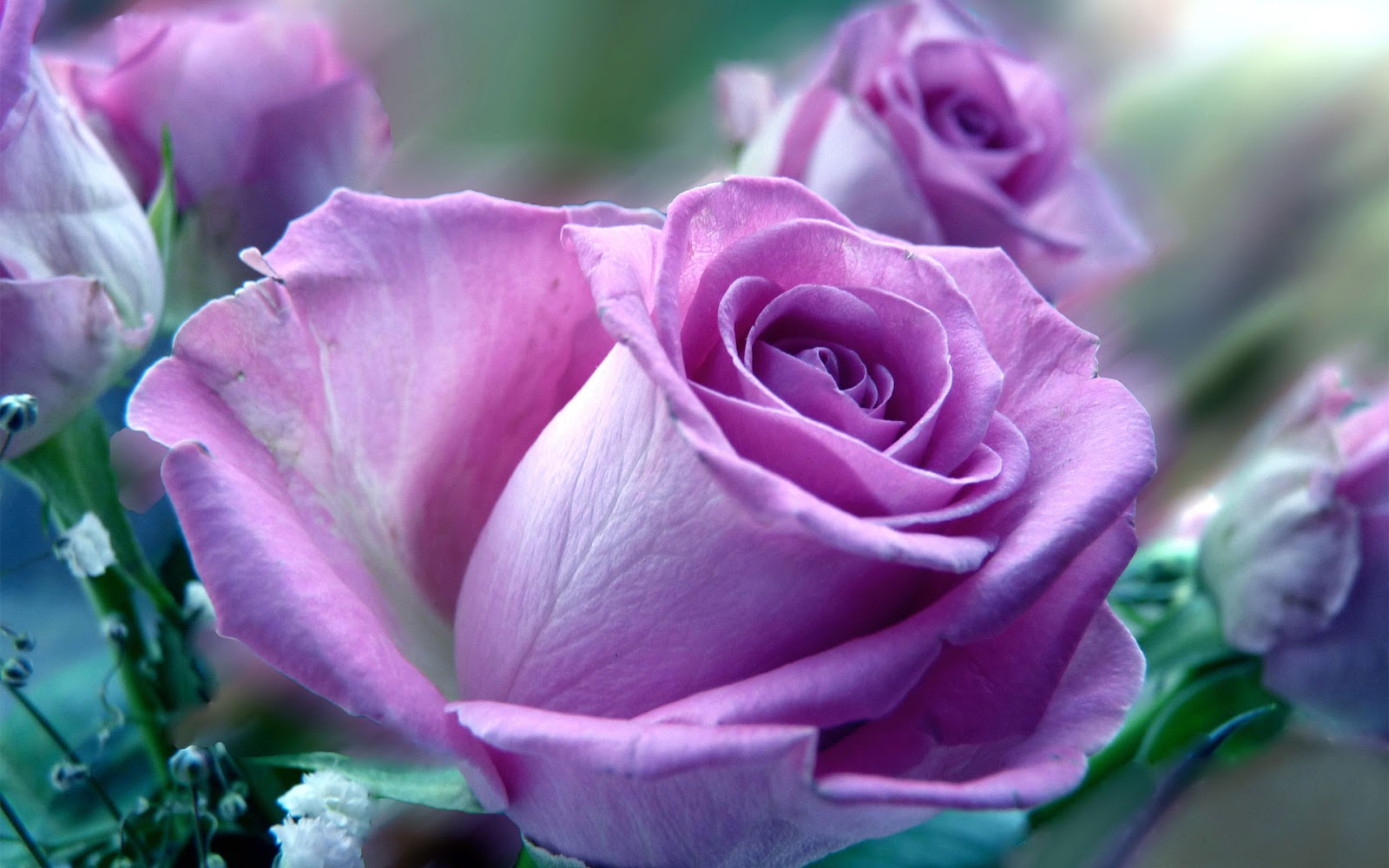 Blue And Purple Roses Wallpapers