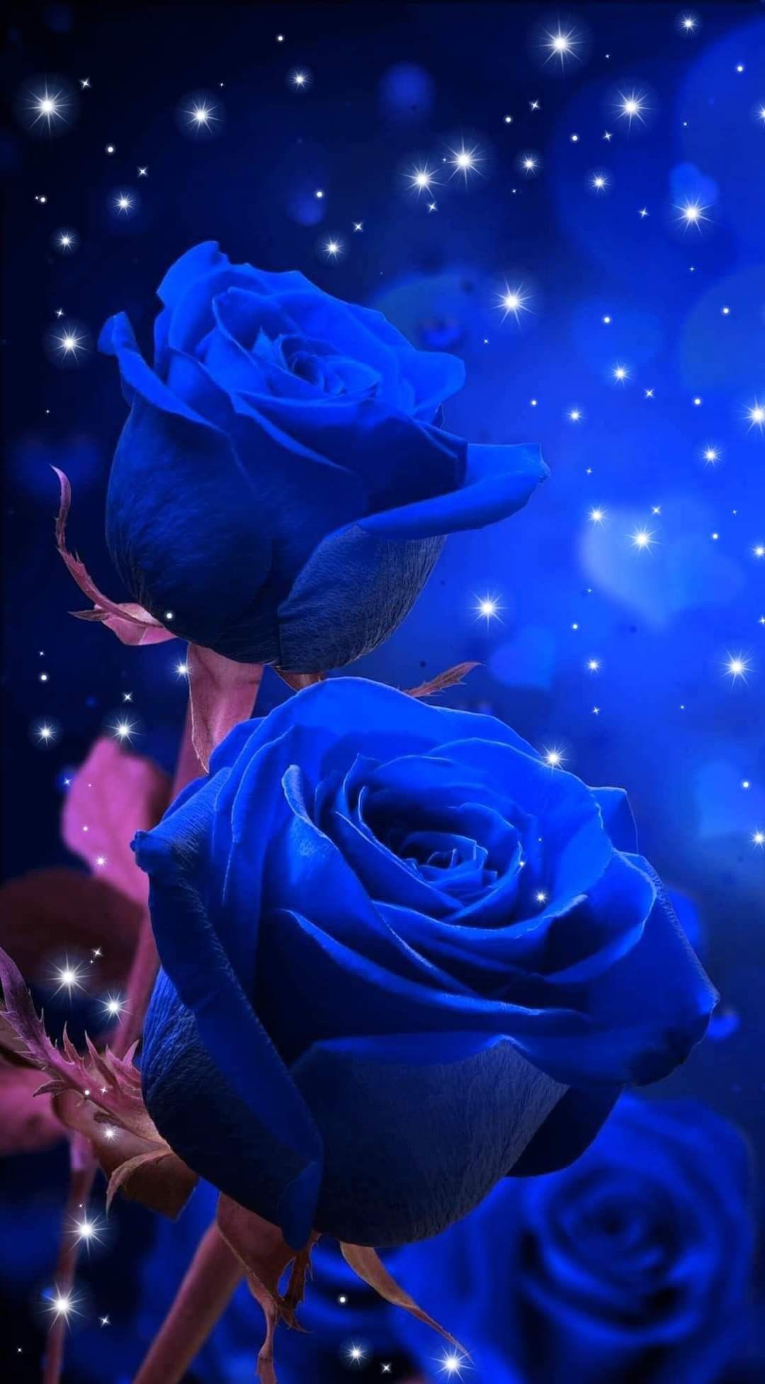 Blue And Purple Roses Wallpapers