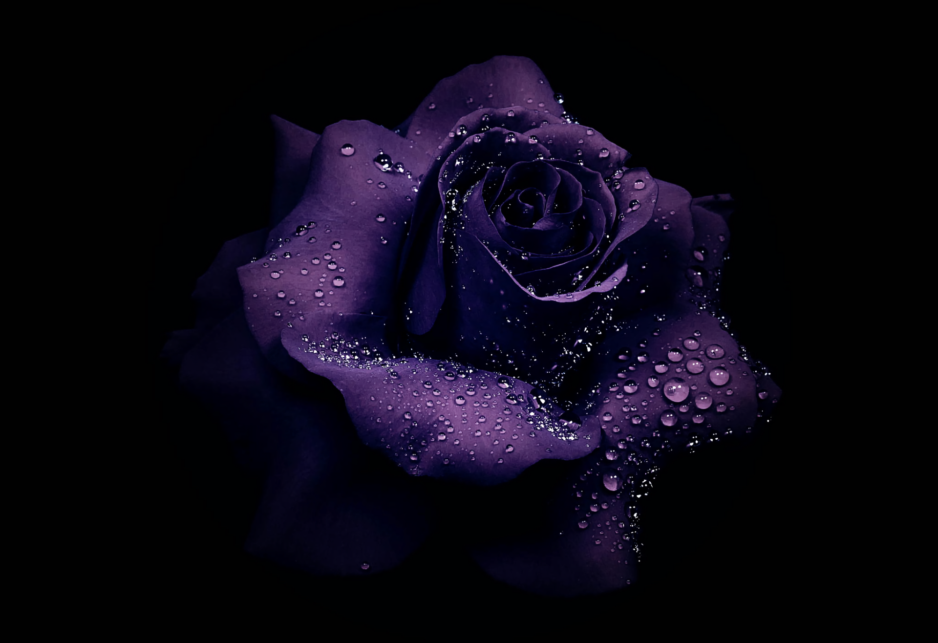 Blue And Purple Roses Wallpapers