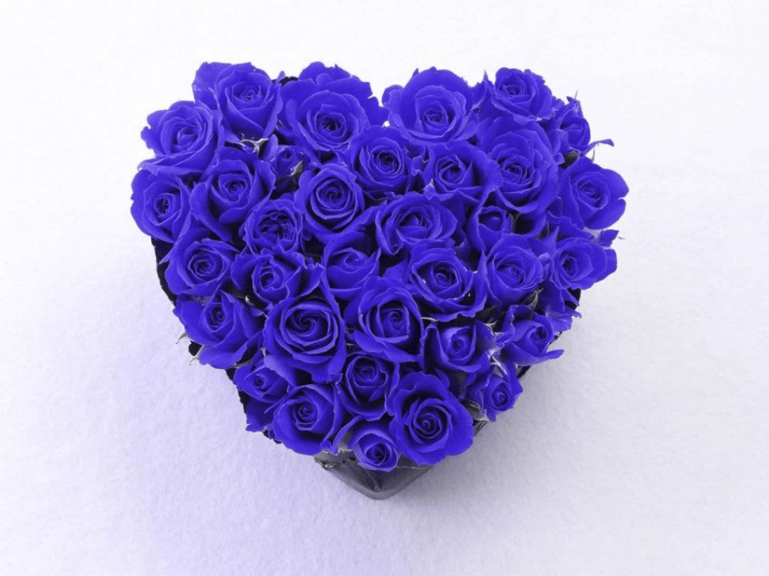 Blue And Purple Roses Wallpapers