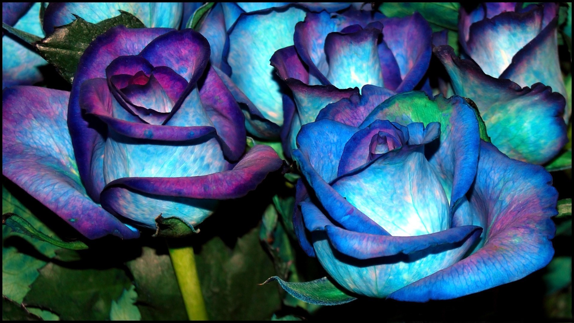 Blue And Purple Roses Wallpapers