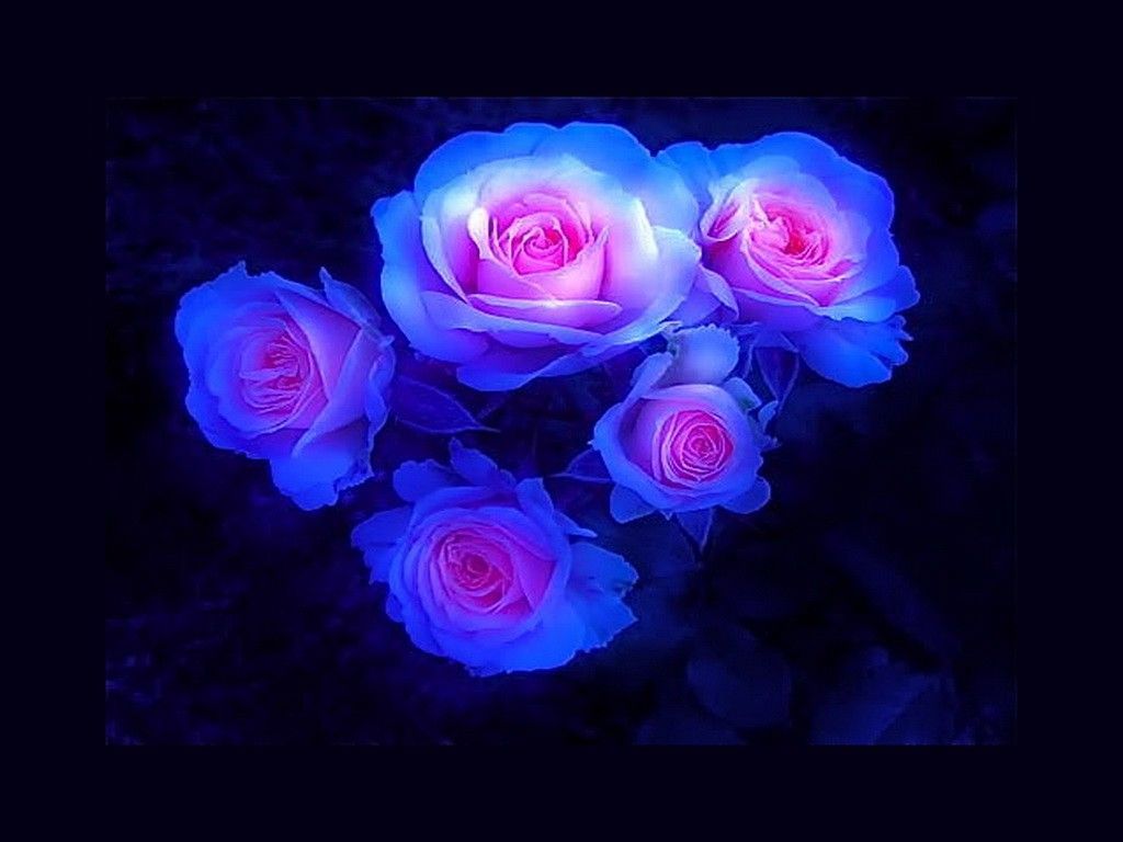 Blue And Purple Roses Wallpapers