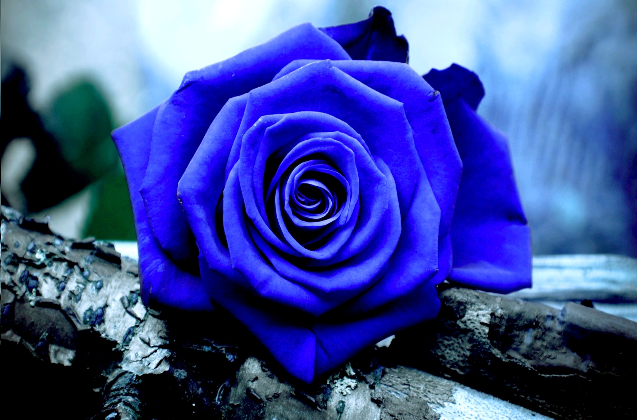 Blue And Purple Roses Wallpapers