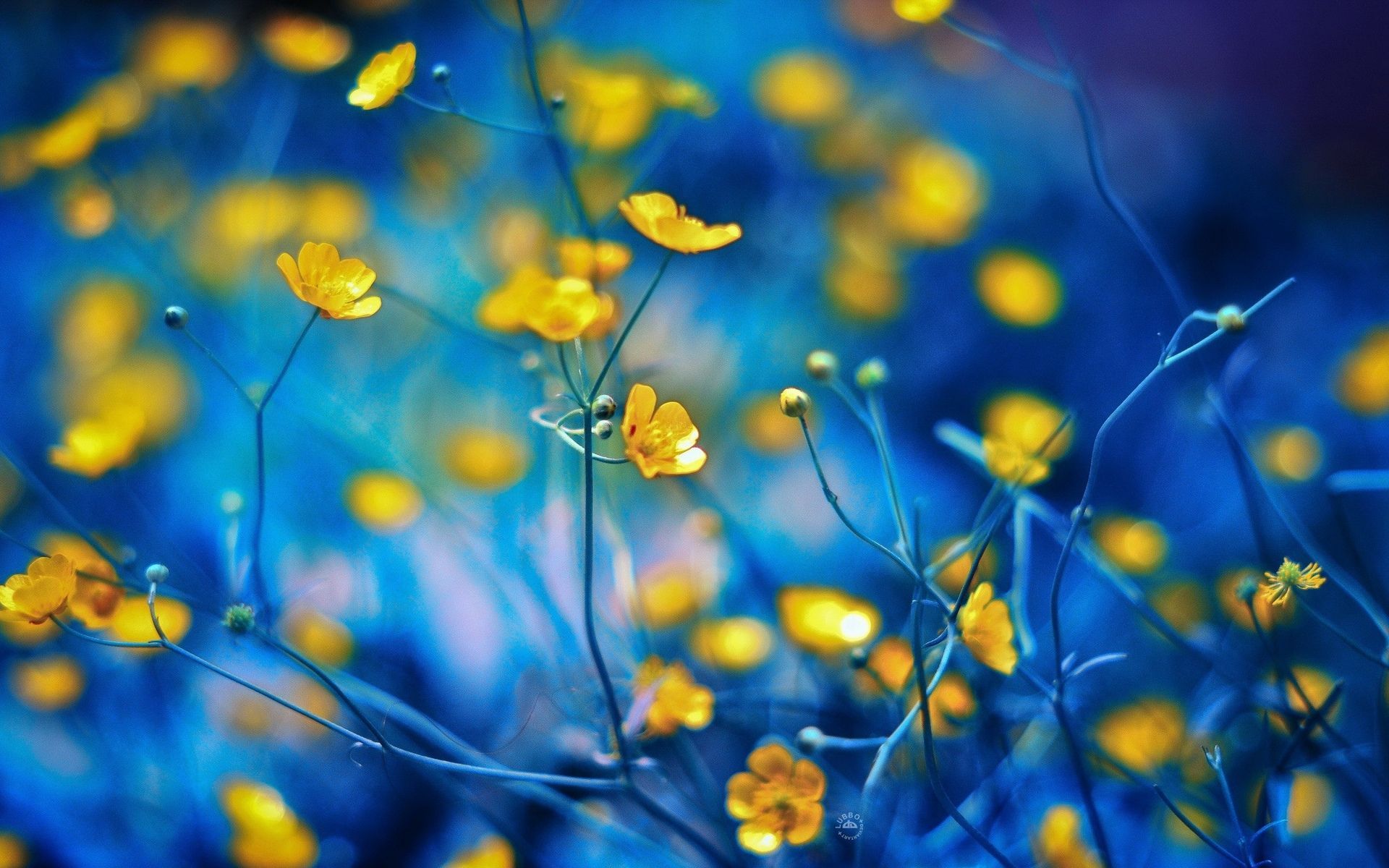 Blue And Yellow Flower Wallpapers