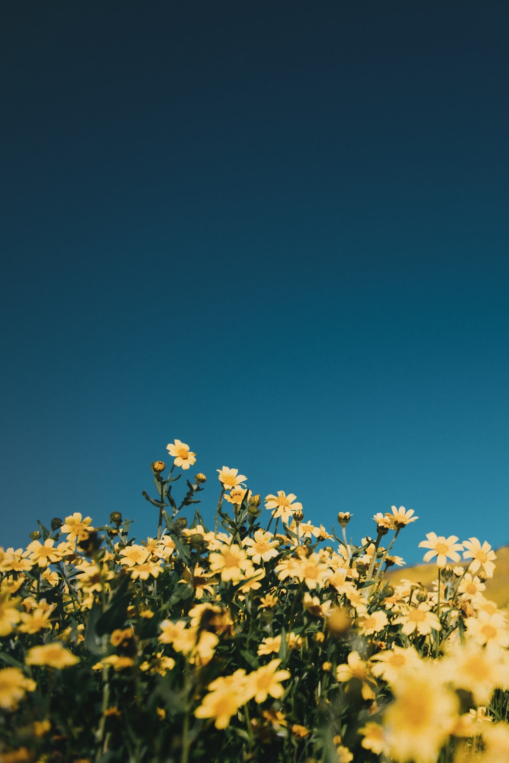 Blue And Yellow Flower Wallpapers