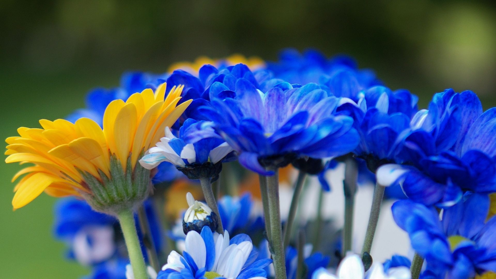 Blue And Yellow Flower Wallpapers