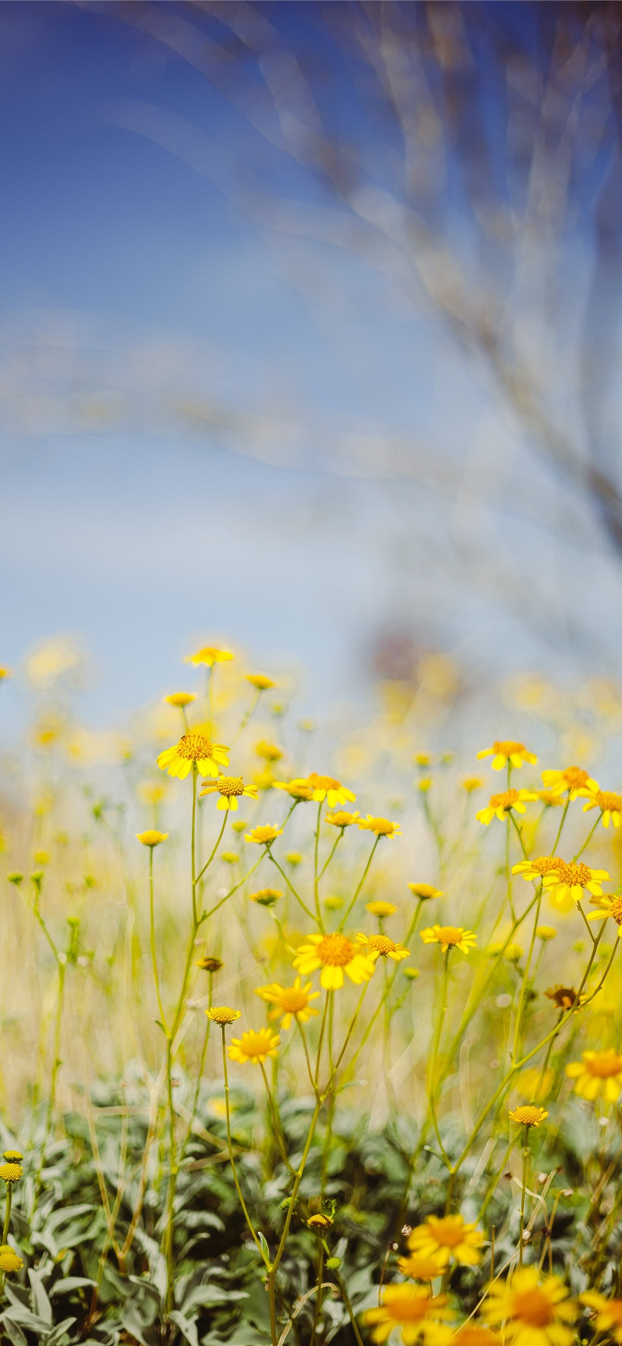 Blue And Yellow Flower Wallpapers