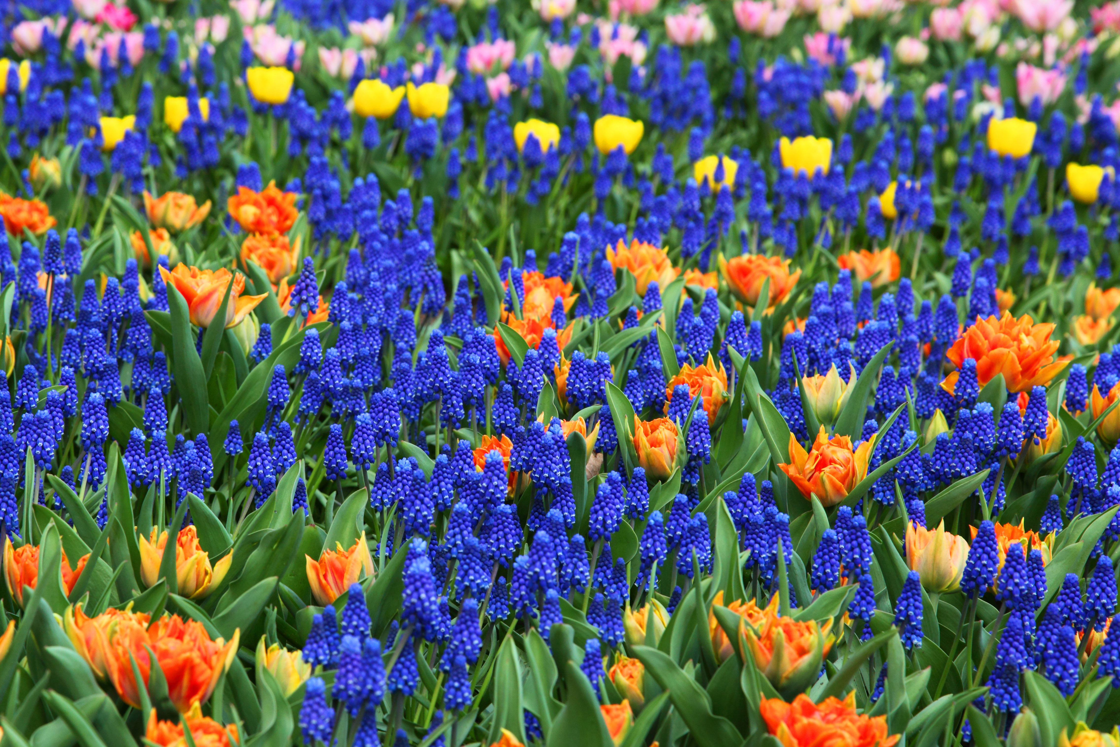 Blue And Yellow Flower Wallpapers