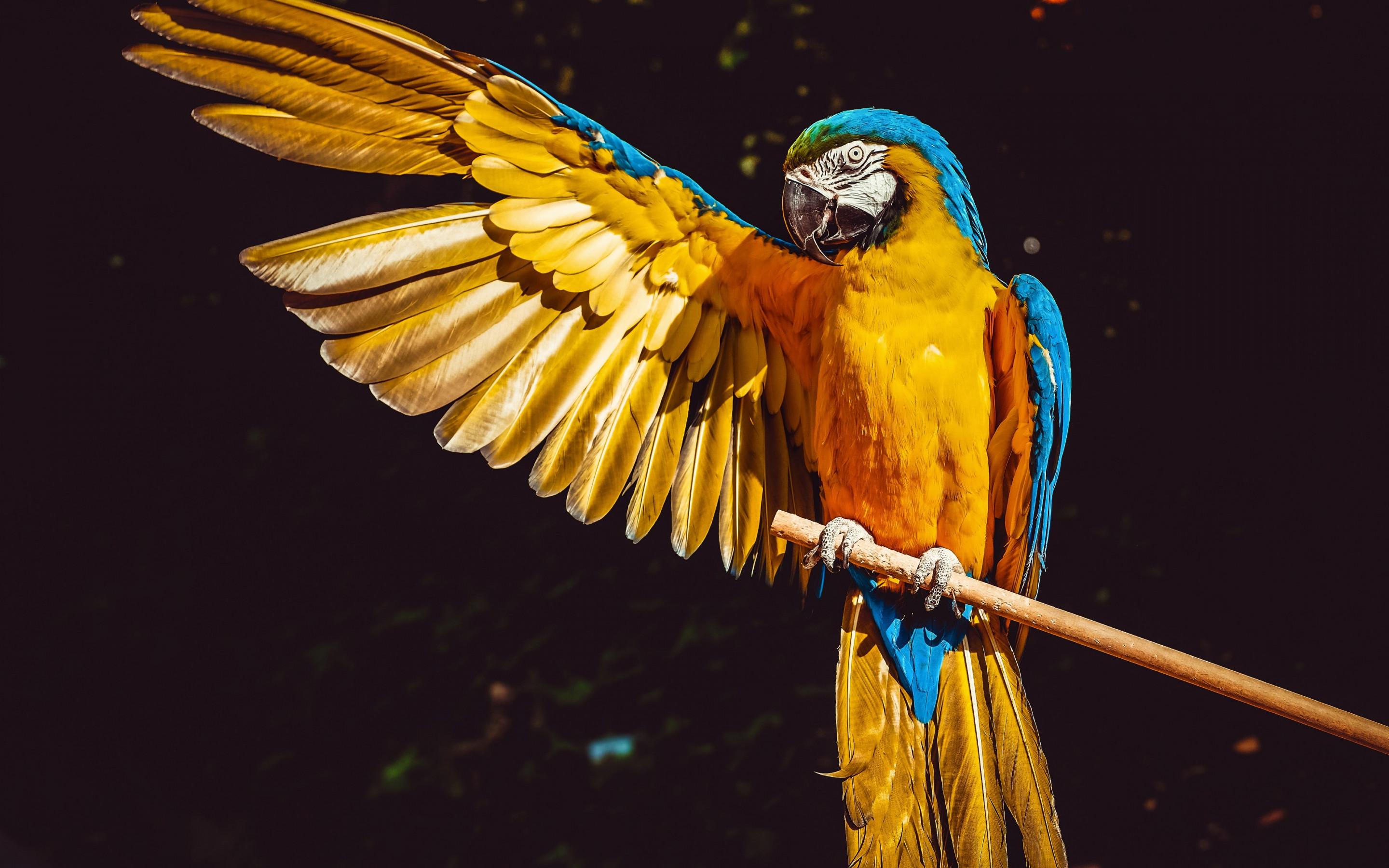 Blue-And-Yellow Macaw Wallpapers