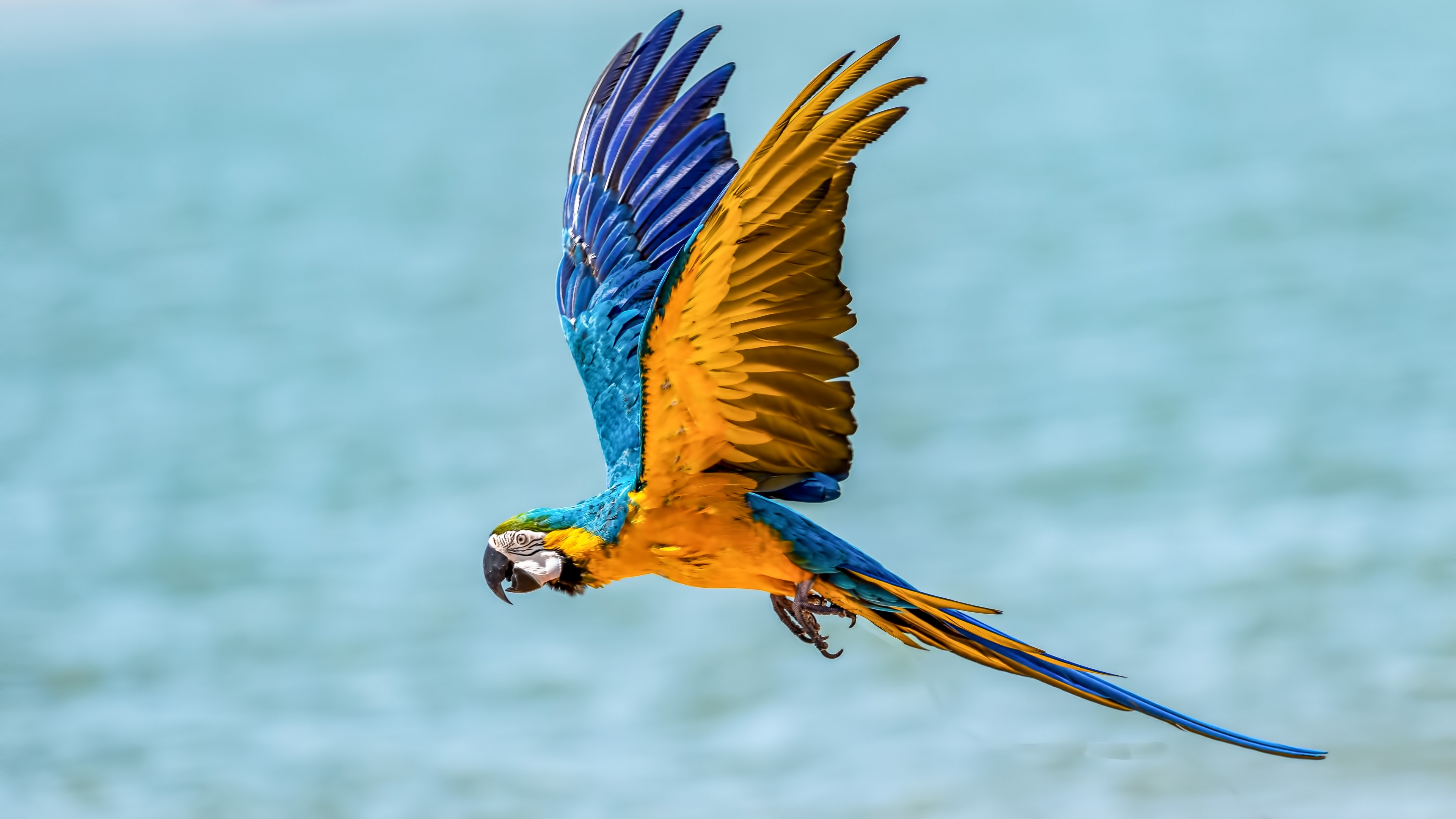 Blue-And-Yellow Macaw Wallpapers