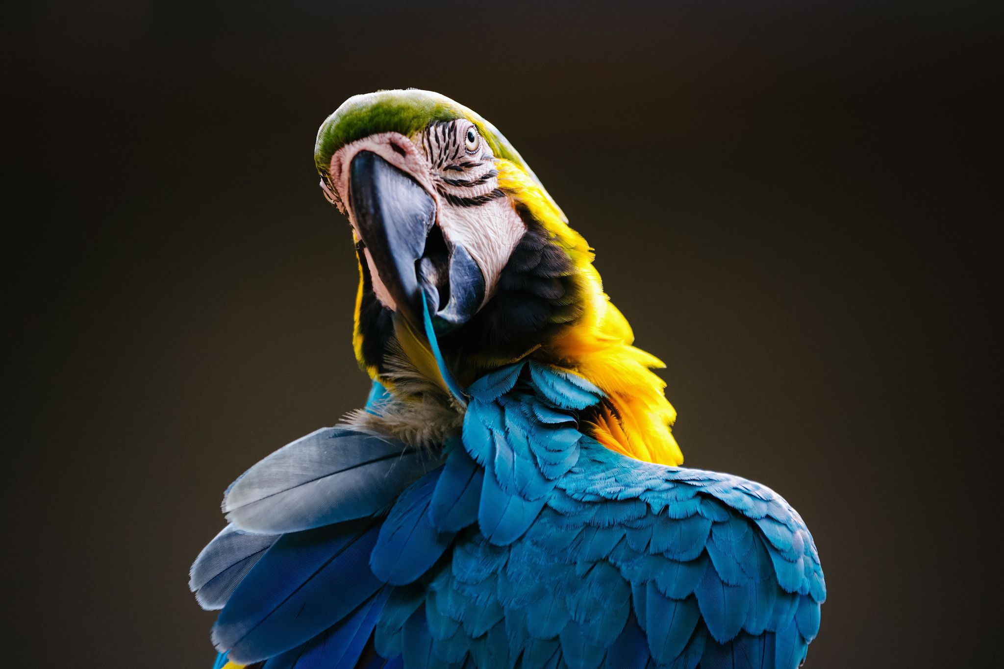 Blue-And-Yellow Macaw Wallpapers