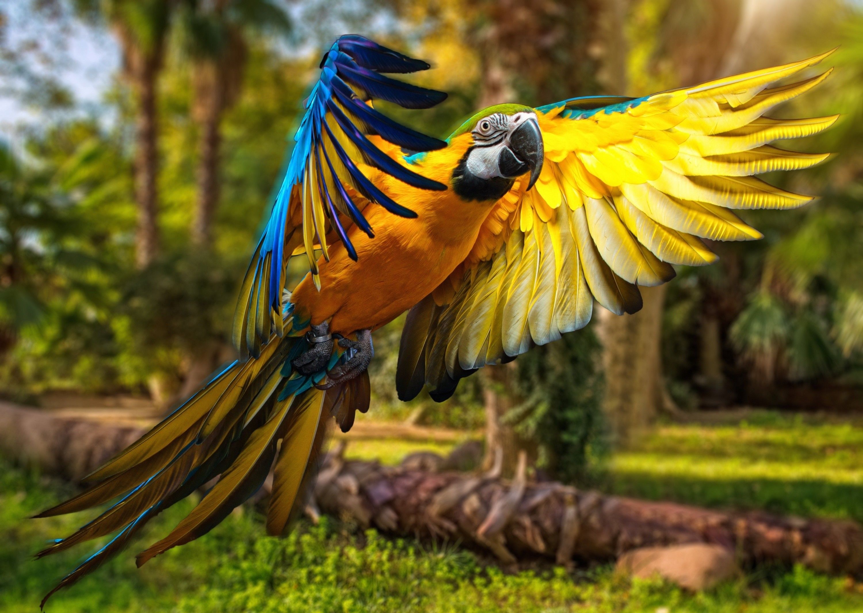 Blue-And-Yellow Macaw Wallpapers