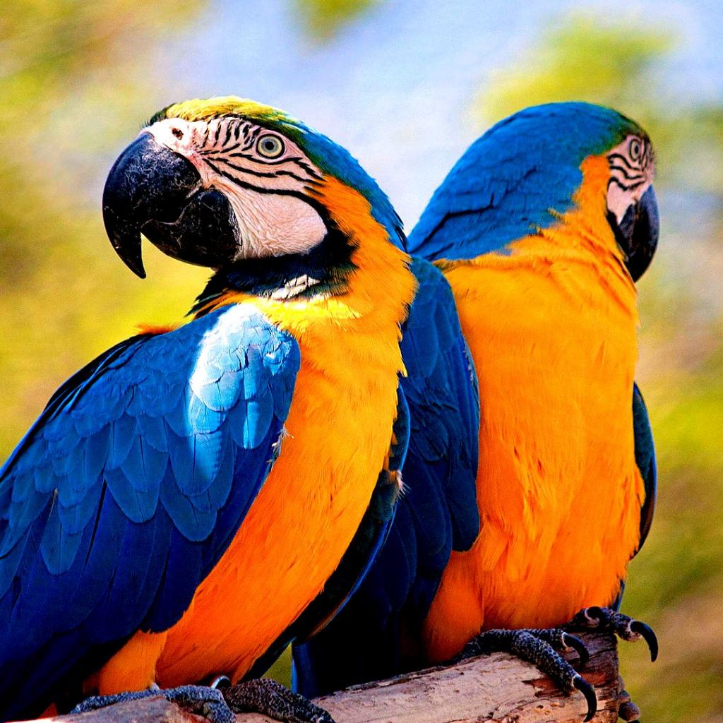 Blue-And-Yellow Macaw Wallpapers