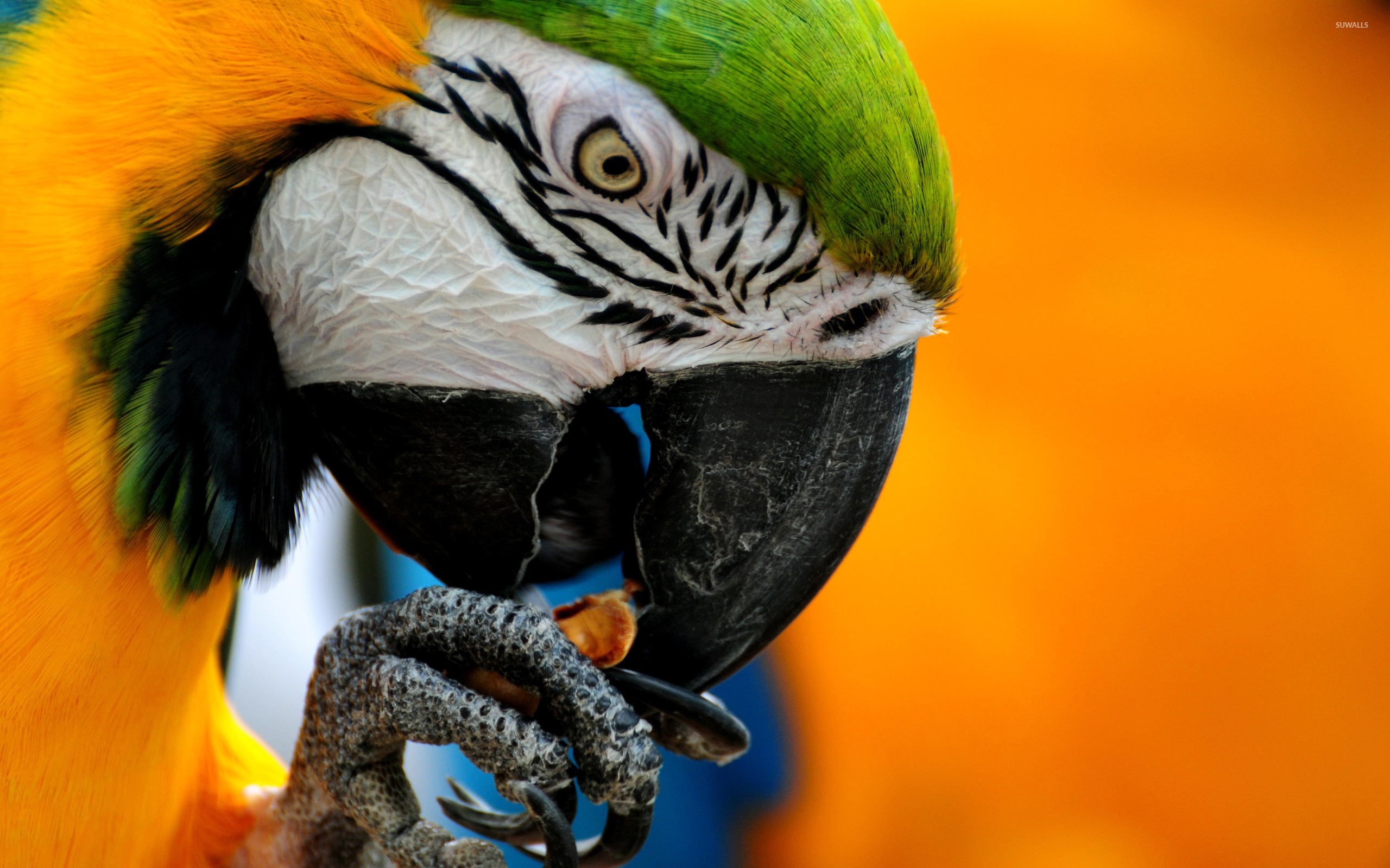 Blue-And-Yellow Macaw Wallpapers