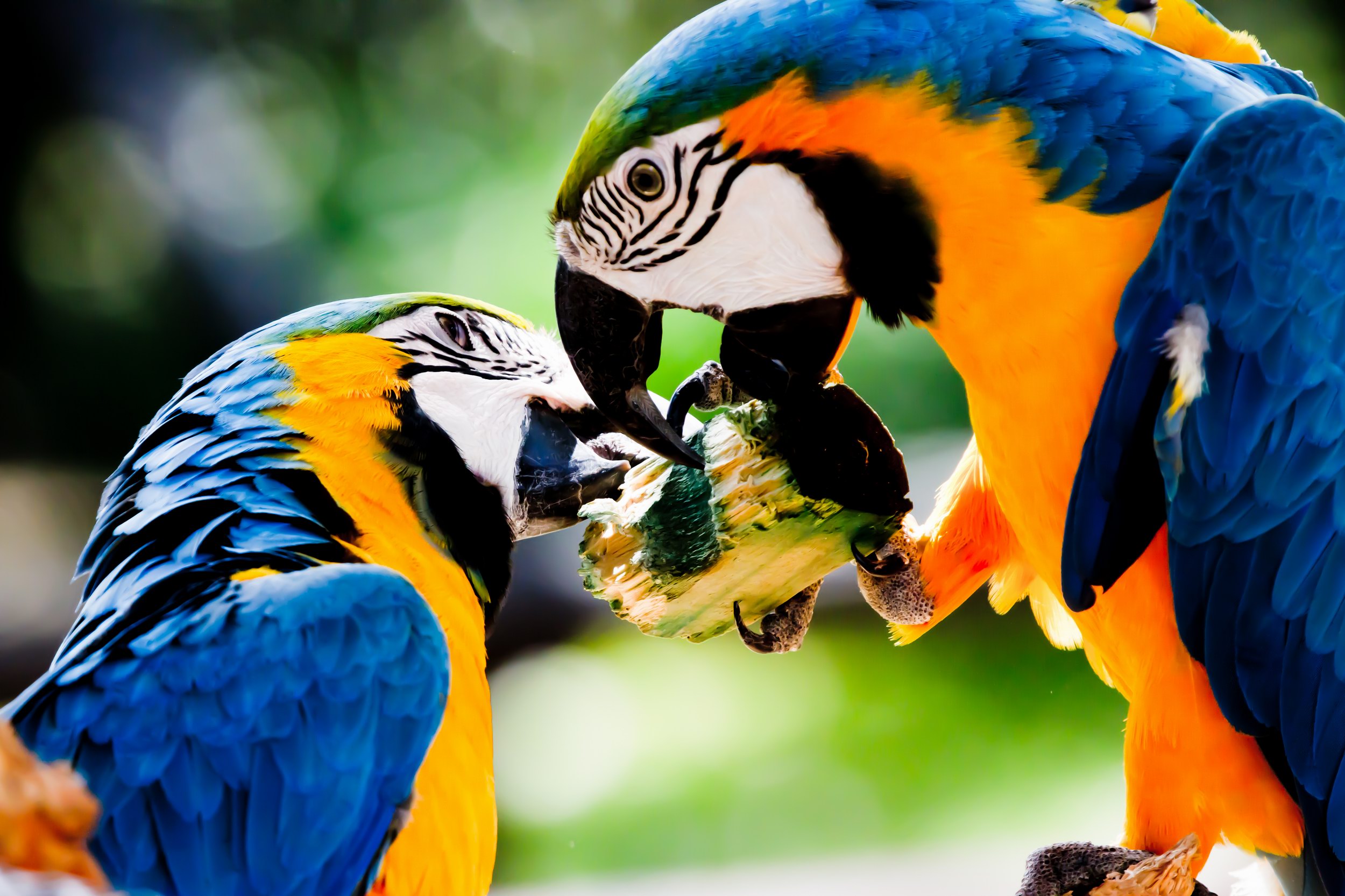 Blue-And-Yellow Macaw Wallpapers