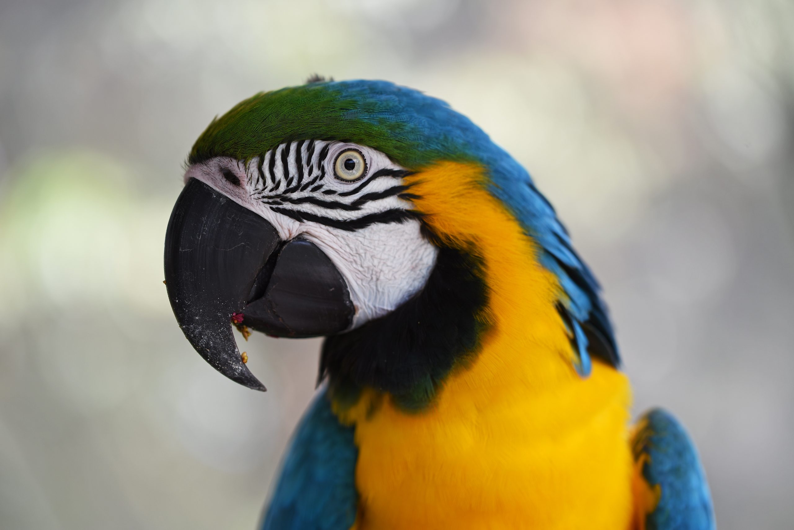 Blue-And-Yellow Macaw Wallpapers