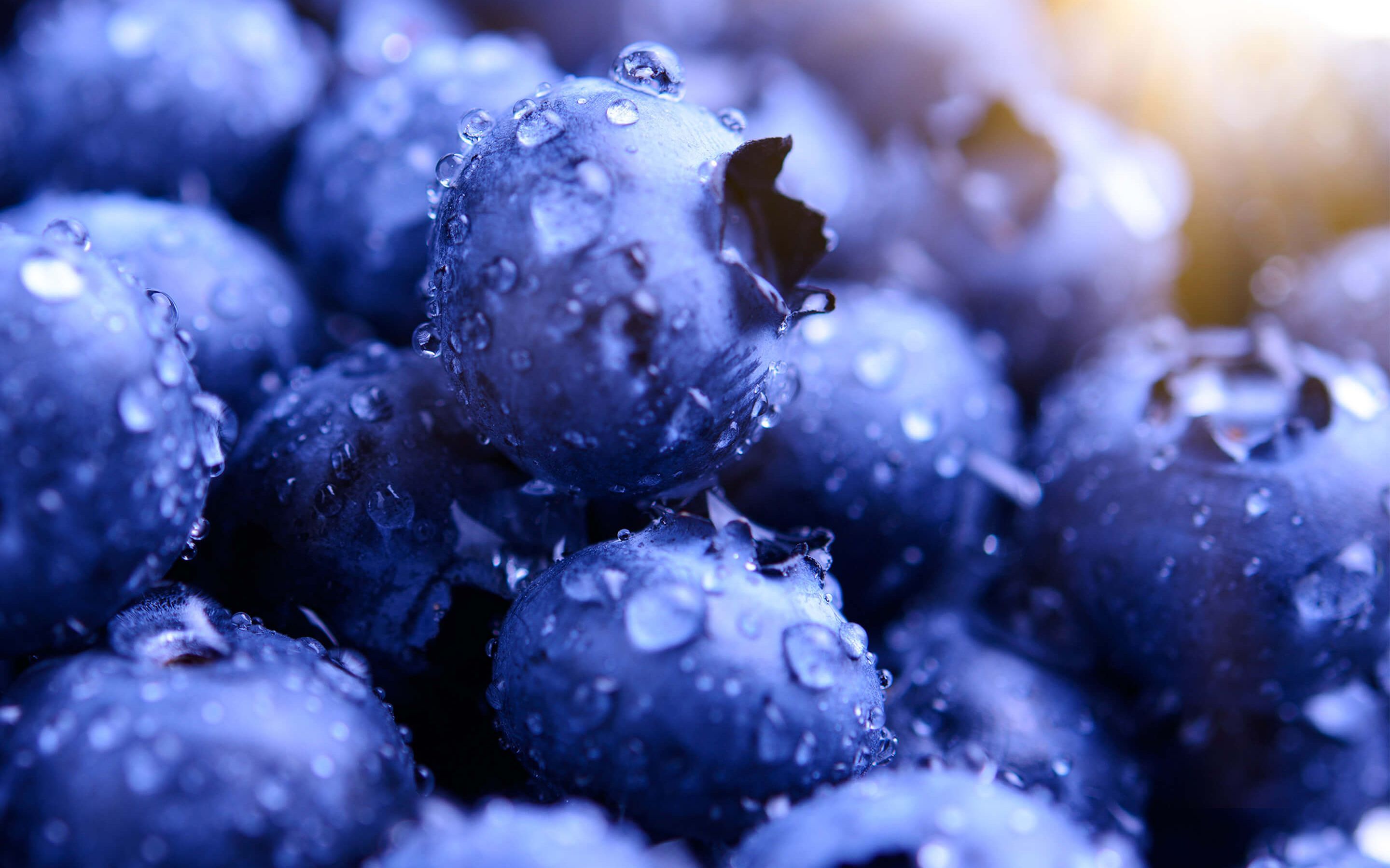 Blue Berry Wallpapers