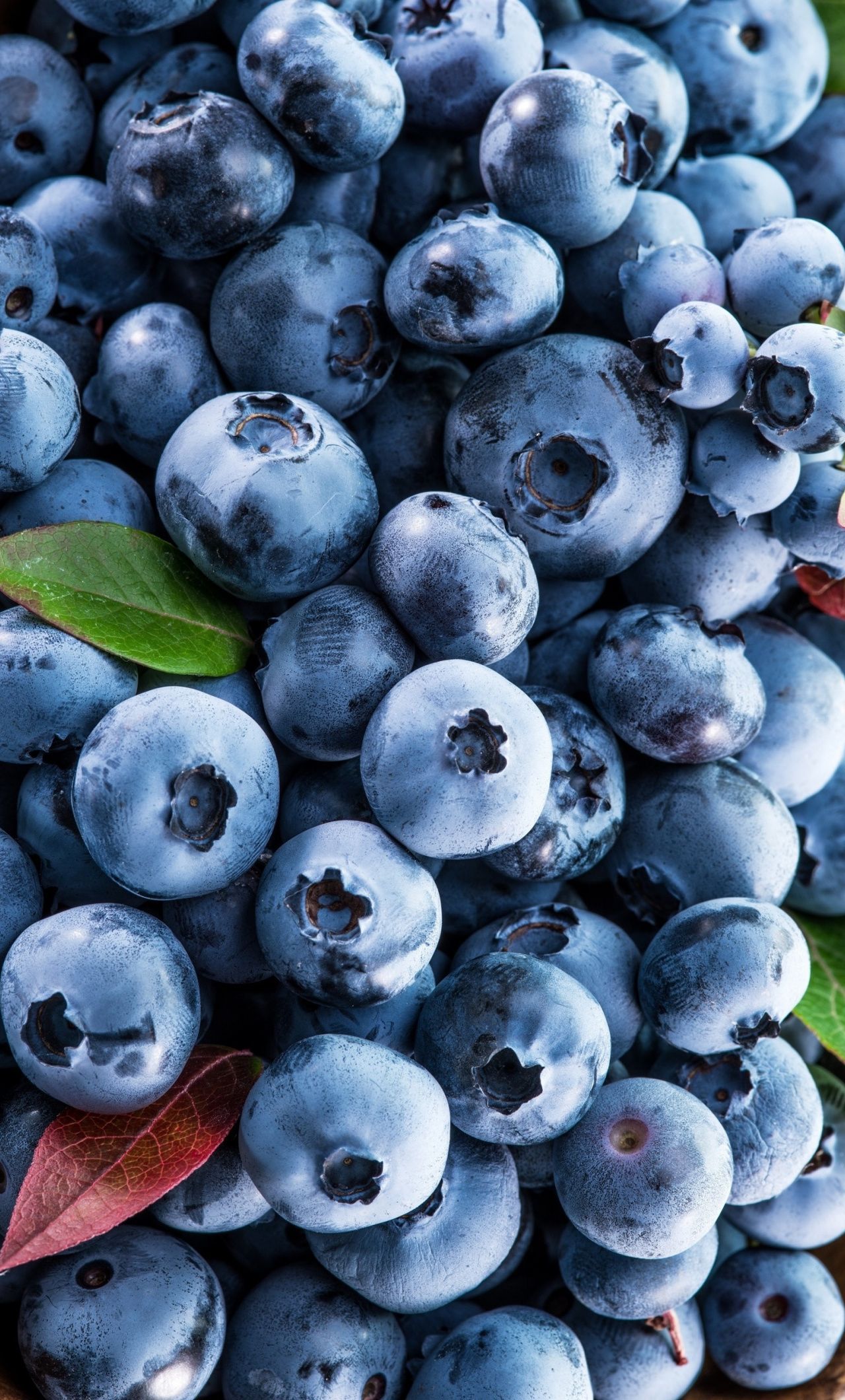 Blue Berry Wallpapers