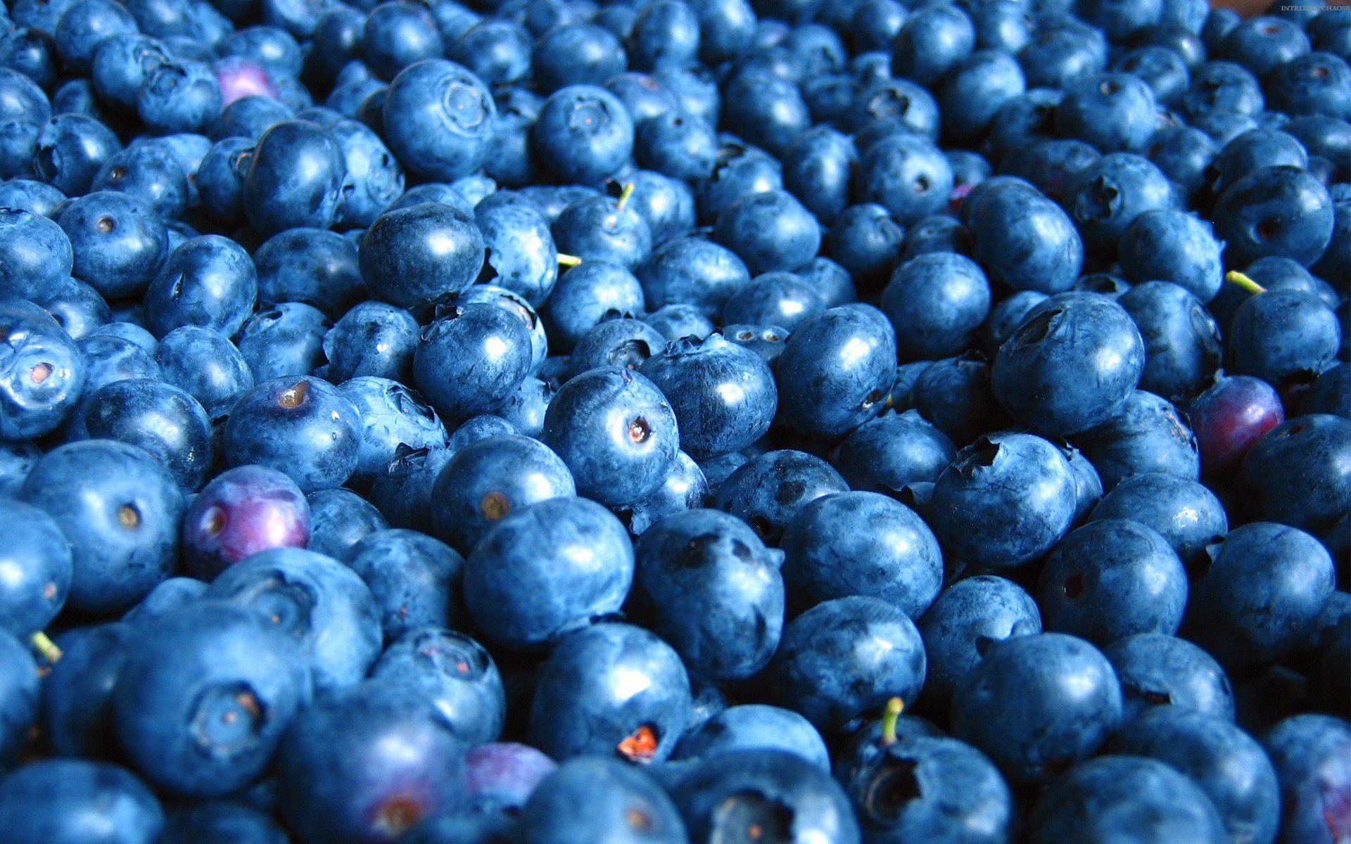 Blue Berry Wallpapers