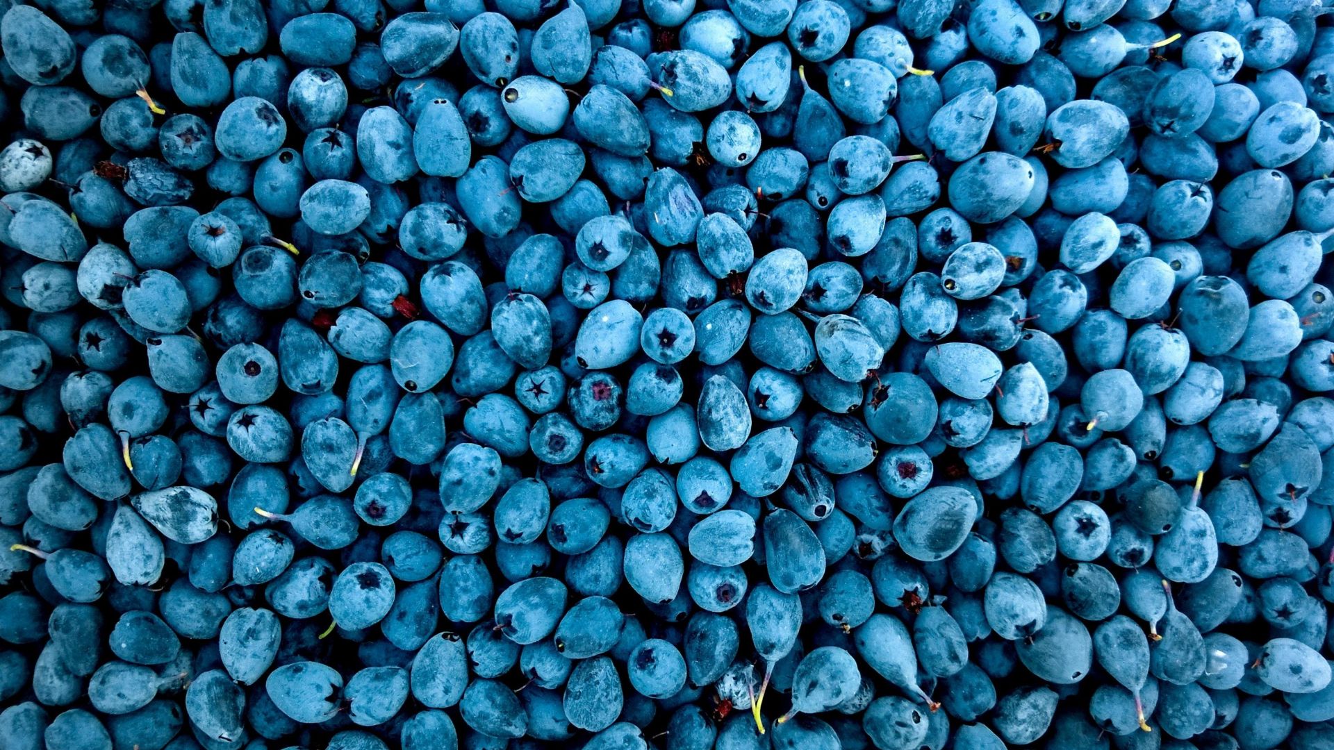 Blue Berry Wallpapers