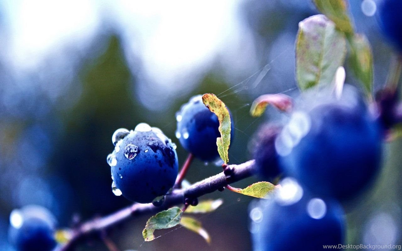 Blue Berry Wallpapers