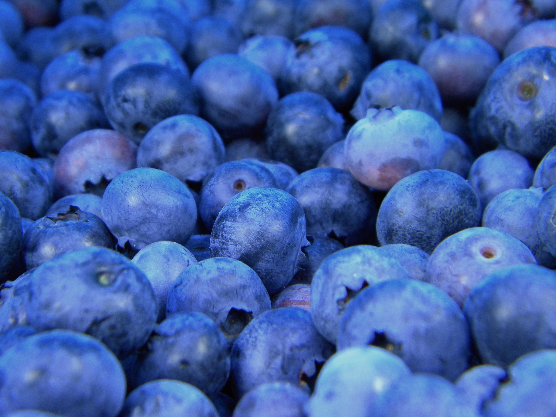 Blue Berry Wallpapers